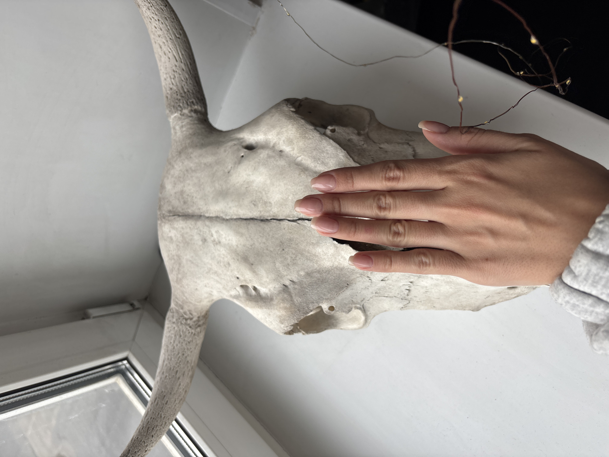 A human hand with manicured nails rests on a weathered animal skull, possibly bovine, placed on a white windowsill. Behind the skull and to the right, copper-colored string lights are draped. A window frame is visible to the left of the skull. The scene is brightly lit. There is no information in the image to indicate it is in Krasnoyarsk, Russia.