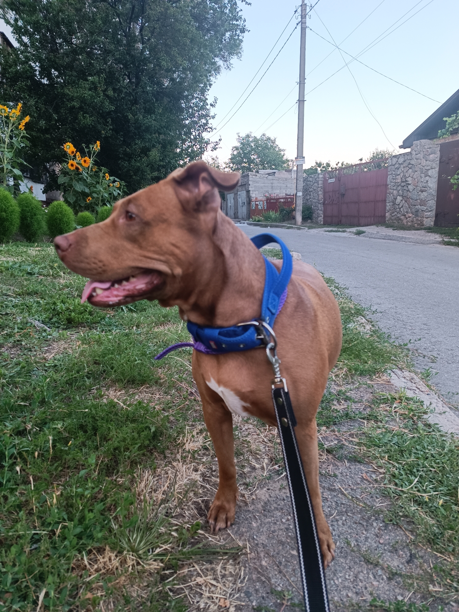 An outdoor, eye-level, medium shot shows a medium-sized, brown pit bull type dog standing on a curb on the right side of the frame. The dog is facing left, with its mouth open and tongue hanging out. The dog is wearing a blue collar with a purple loop and a leash attached. The leash is black with white trim and extends to the bottom right corner of the frame. The dog is standing in front of a patch of green grass and dry weeds. In the background, there is a paved road on the right, a stone wall with a large metal gate, and a utility pole with wires. To the left of the dog, there are small, manicured green bushes, a large tree, and sunflowers. The sky is clear and blue. This image was taken in Zaporizhzhia, Ukraine.
