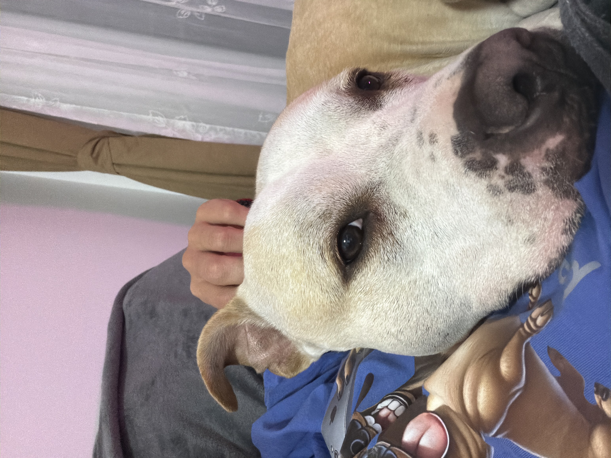 An upward, close-up shot shows a light tan and white pit bull dog resting, with its head positioned on a person's lap. A hand is seen gently stroking the dog's head. The dog is wearing a blue shirt with a cartoon character printed on it. The background features a pink wall and a window with beige and white curtains. The scene is indoors and does not provide any specific indicators of its location within Plovdiv, Bulgaria.