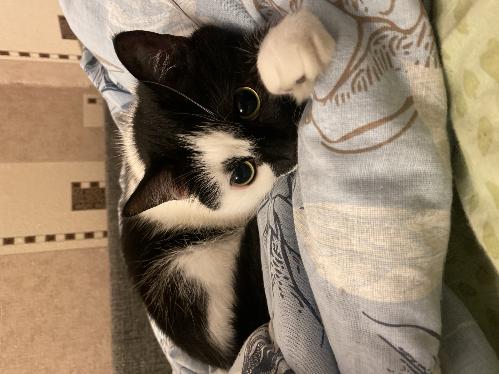 A black and white cat is lying on a blue patterned blanket. The cat is curled up and looking at the camera with large, green eyes. Its left paw is resting on the blanket. The background appears to be a wall with a textured pattern. The image was taken indoors. The location in Protvino, Russia, is not discernible from the image.
