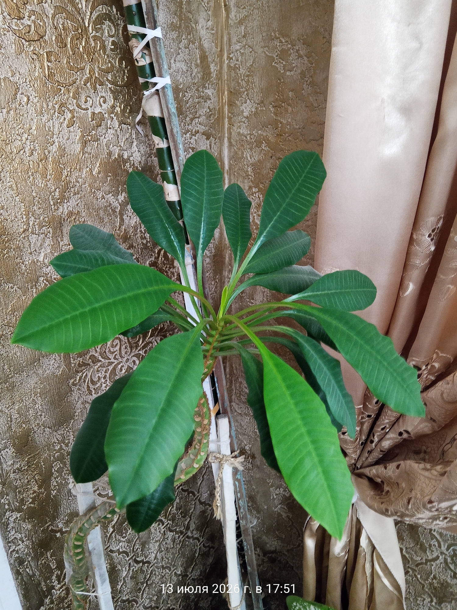 An overhead shot captures a lush green plant with broad, elongated leaves, likely a Frangipani or a similar tropical species, indoors. The plant's stems are supported by a thin, vertically oriented stake wrapped with white ties. The background features a textured, golden-brown wallpaper with a damask pattern and a draped, light beige curtain with an intricate cutout design. The lower right corner of the image displays text in Russian, reading "13 июля 2026 г. в 17:51," which translates to "July 13, 2026, at 17:51." The scene appears to be in a domestic setting within the city of Ust-Dzheguta, Russia.