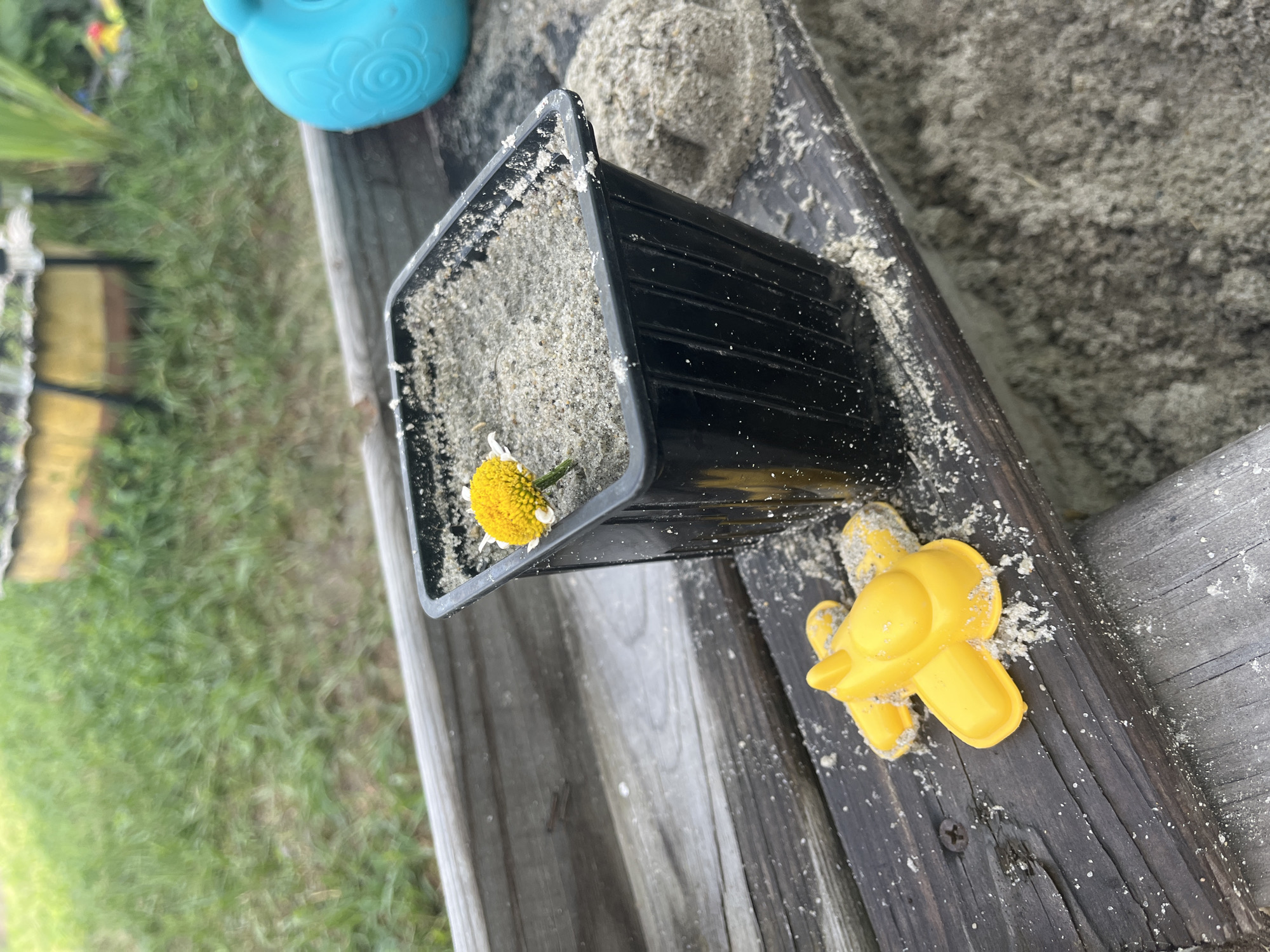 In Сухринское, Russia, an outdoor scene depicts a weathered wooden sandbox with sand and a small black plastic pot containing sand and a single yellow flower. To the left of the pot, a yellow plastic toy airplane is resting on the sand-covered wooden planks. In the background, out-of-focus green grass is visible, and to the right of the pot, a portion of a blue watering can is present. The overall environment suggests a garden or play area.