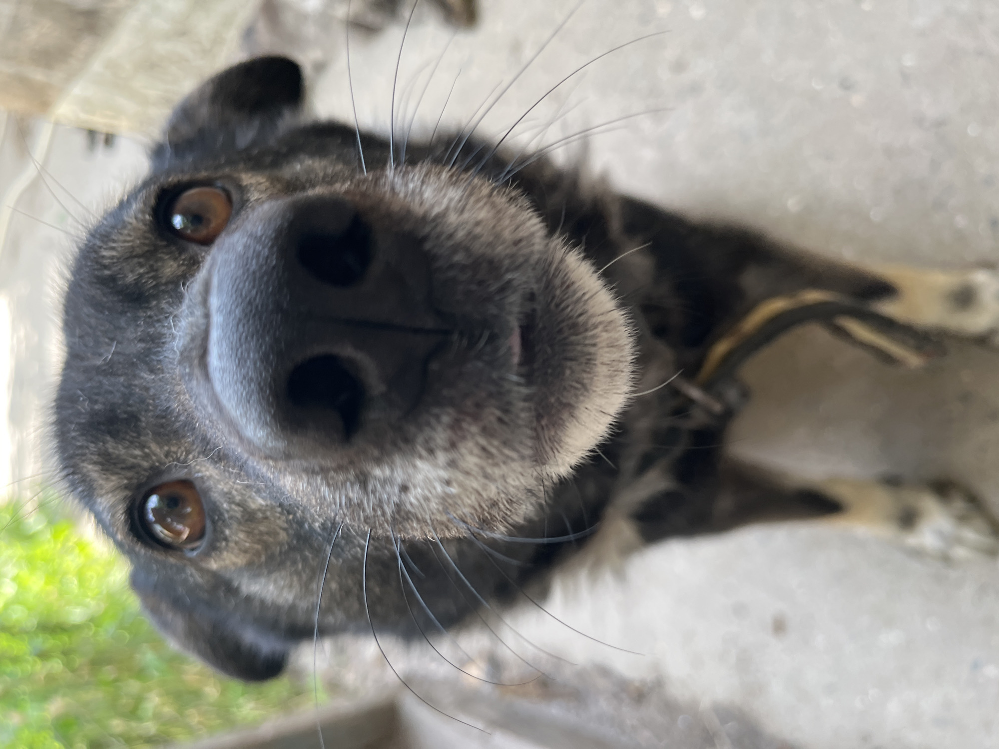 The media file is a close-up, portrait-style, eye-level shot of a dog's face. The dog is looking directly into the camera with its nose very close to the lens, creating a fisheye effect. The dog has dark fur with some graying around its muzzle and above its eyes. Its eyes are a warm brown color. The dog's whiskers are long and prominent. Its ears are partially visible, one perked and the other slightly flopped. The background is out of focus, showing a textured gray surface that appears to be concrete, with some greenery visible to the left and a hint of a wooden structure above. The lighting suggests it is daytime, possibly outdoors. No text is visible in the image. The perspective implies the dog is either very close to the ground or the camera is held low. The overall impression is an intimate and engaging portrait of the dog's curious and direct gaze.