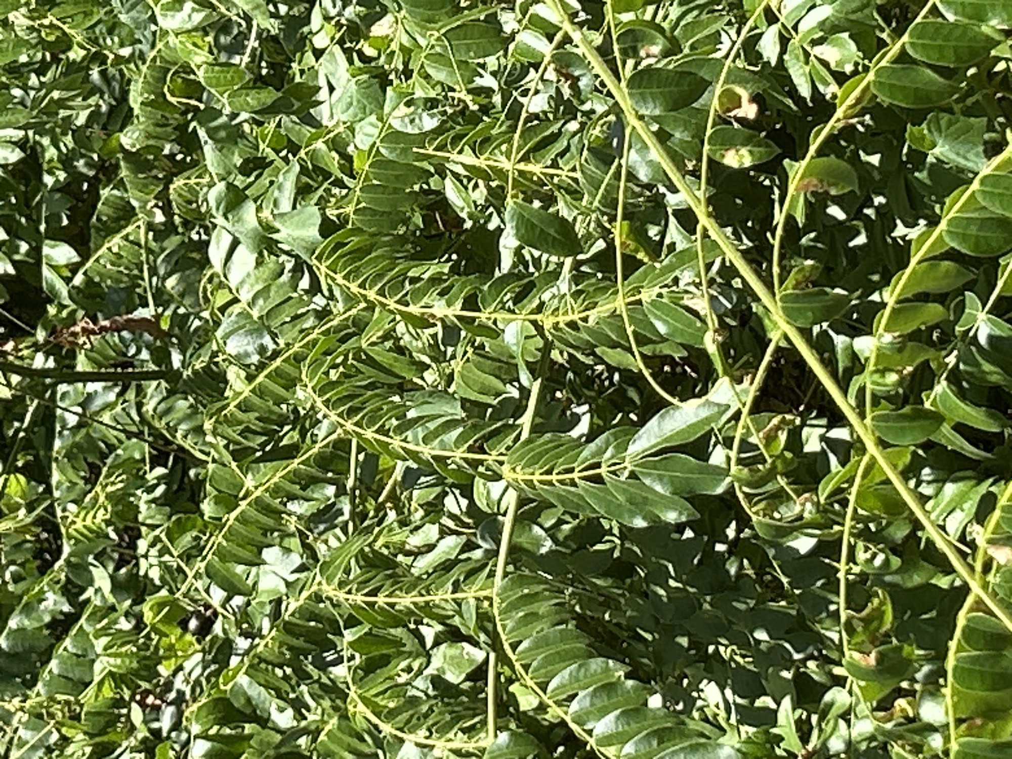 The image shows a dense canopy of green leaves and thin, pale green stems belonging to a plant, possibly a shrub or tree. The leaves are ovate with serrated edges and are arranged alternately along the stems. Sunlight filters through the foliage, creating areas of light and shadow. No people, animals, or man-made objects are visible. The scene appears to be outdoors in a natural setting. The location in Banda Aceh, Indonesia, is not visually evident from the image.