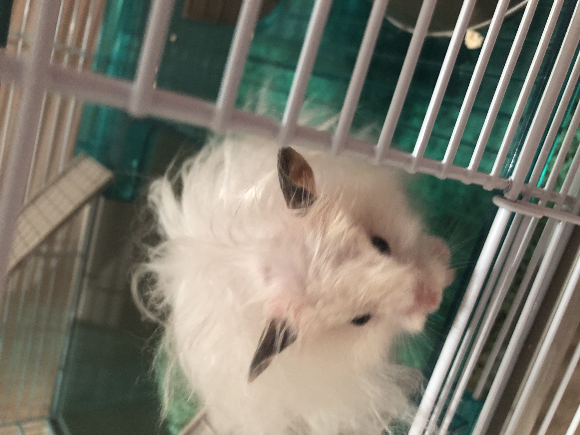 A white and tan hamster with light pink skin is visible in its cage. The hamster has dark eyes and prominent ears with dark tips. Its fur is long and fluffy, with patches of thinning fur on its head. The cage has white bars and a green plastic base. A green tube is visible in the background. The image is taken from a close-up perspective, focusing on the hamster's face and upper body. The location of Solikamsk, Russia, is not discernible from the image.