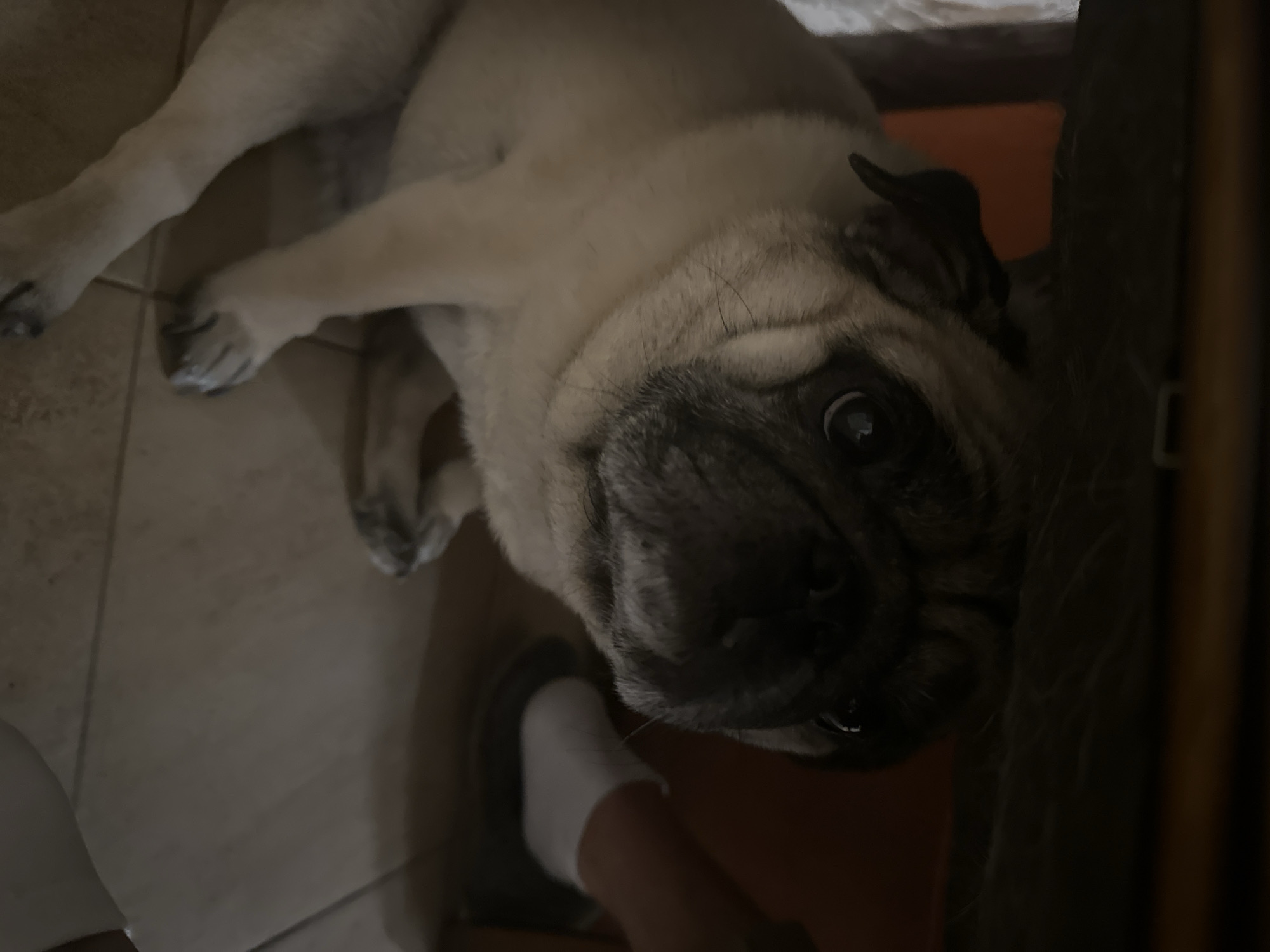 A pug dog is seated on a tiled floor, partially obscured by the underside of a dark wooden table or furniture. The dog's face is the primary focus, with its characteristic wrinkled snout and large, expressive eyes looking slightly upwards and to the left. Its body is light beige with darker markings around its face and ears. To the right of the dog, a person's lower leg and foot are visible, wearing a white sock and a dark shoe or slipper. The background consists of the tiled floor and the dark underside of the furniture, with hints of an orange surface behind the dog. The lighting is dim, creating shadows that add to the intimate and somewhat hidden nature of the scene. This image was captured in the city of Mirny, Russia.