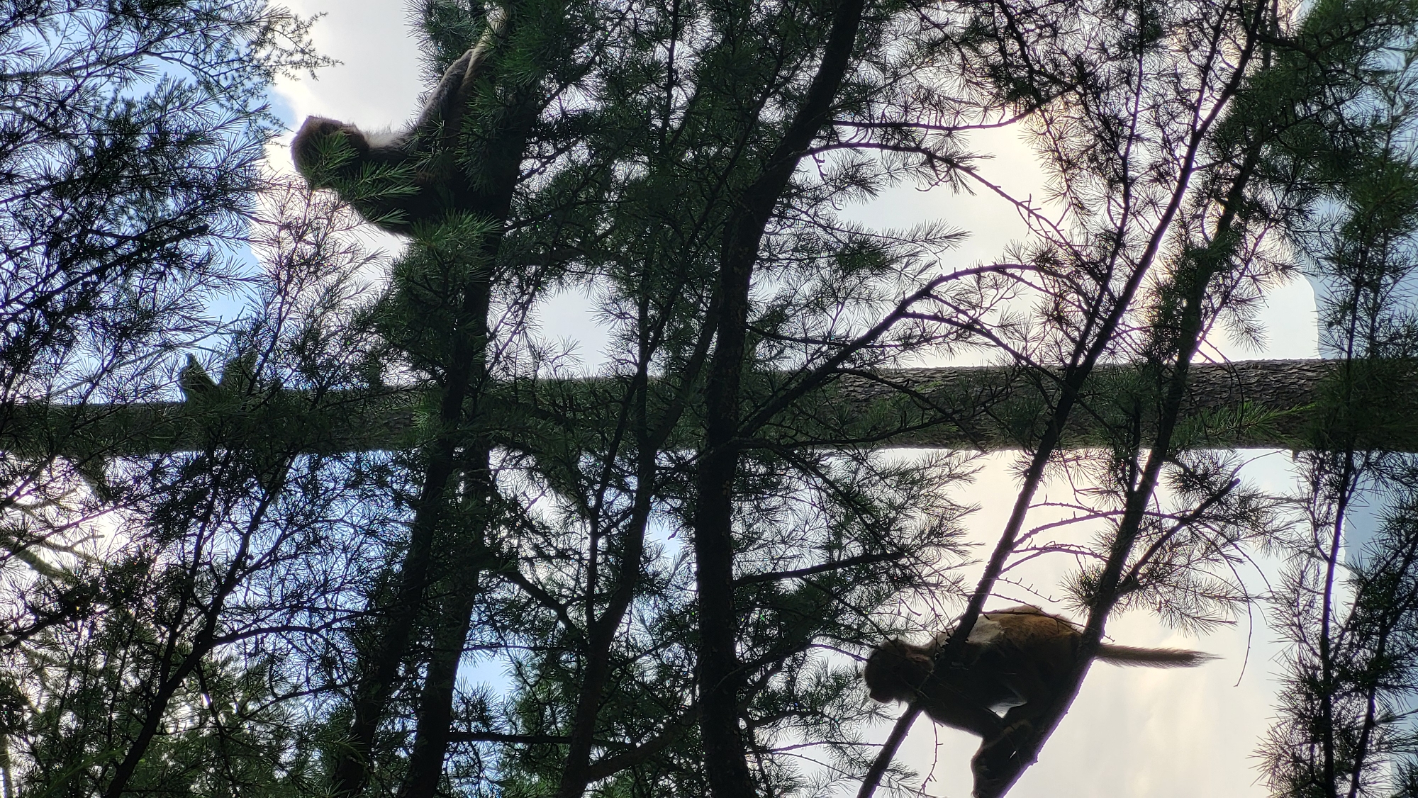 The image, taken in Nashala, India, presents a low-angle view looking up through the branches of trees. Two monkeys are visible: one positioned in the upper left quadrant, the other in the lower right. A large, horizontal tree branch bisects the central part of the frame. The sky is partially visible through the foliage.