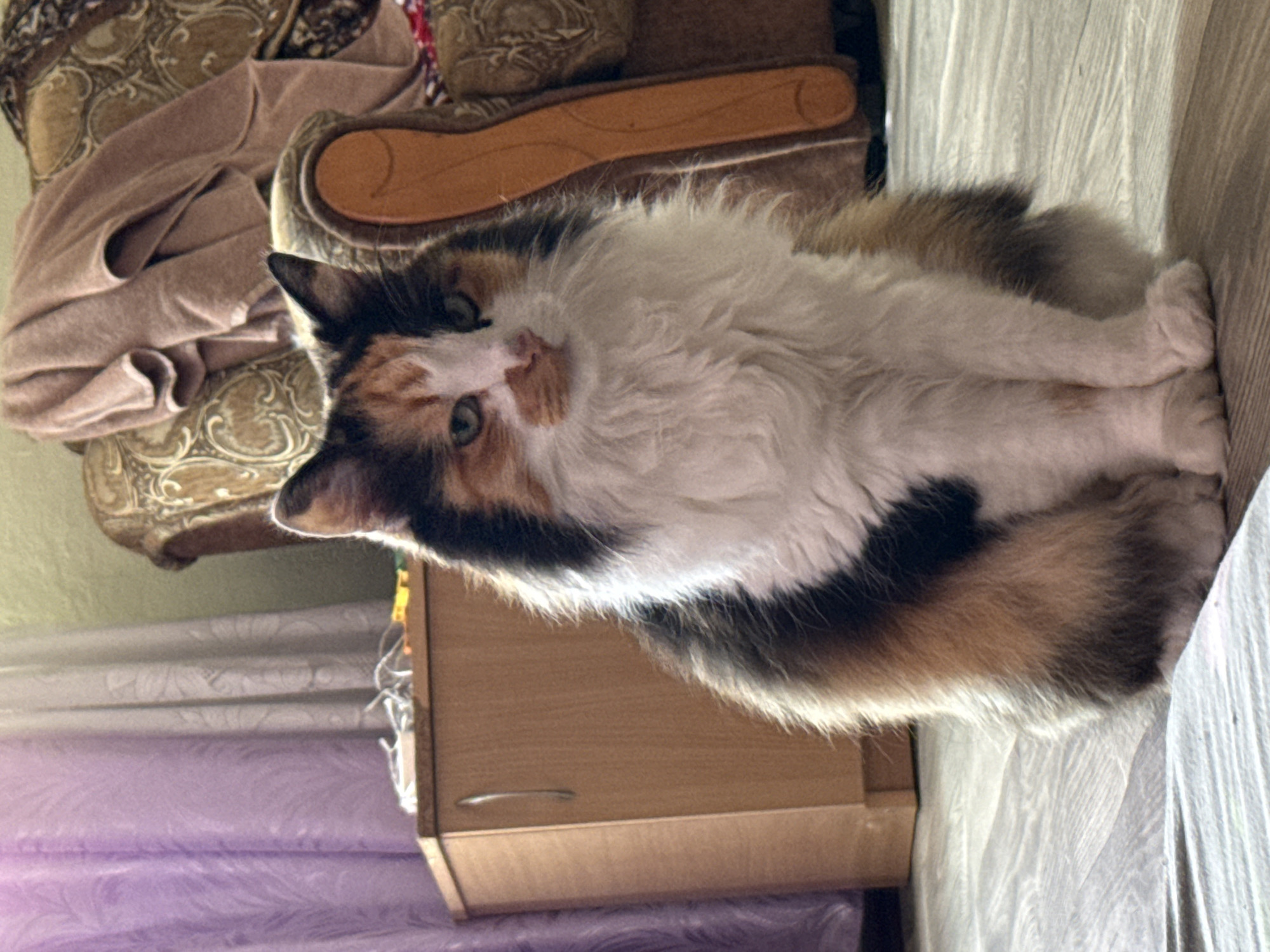 In an indoor setting, a calico cat with long fur is sitting on a light-colored wooden floor. The cat is facing the camera and has white, orange, and black patches of fur. Its eyes are green. To the left of the cat is a light brown wooden cabinet with a silver handle. Behind the cat, on the right, is a portion of a upholstered chair with a brown and tan patterned fabric, and a folded pink blanket draped over it. In the background, on the left, there are sheer purple curtains. The lighting suggests it is daytime.