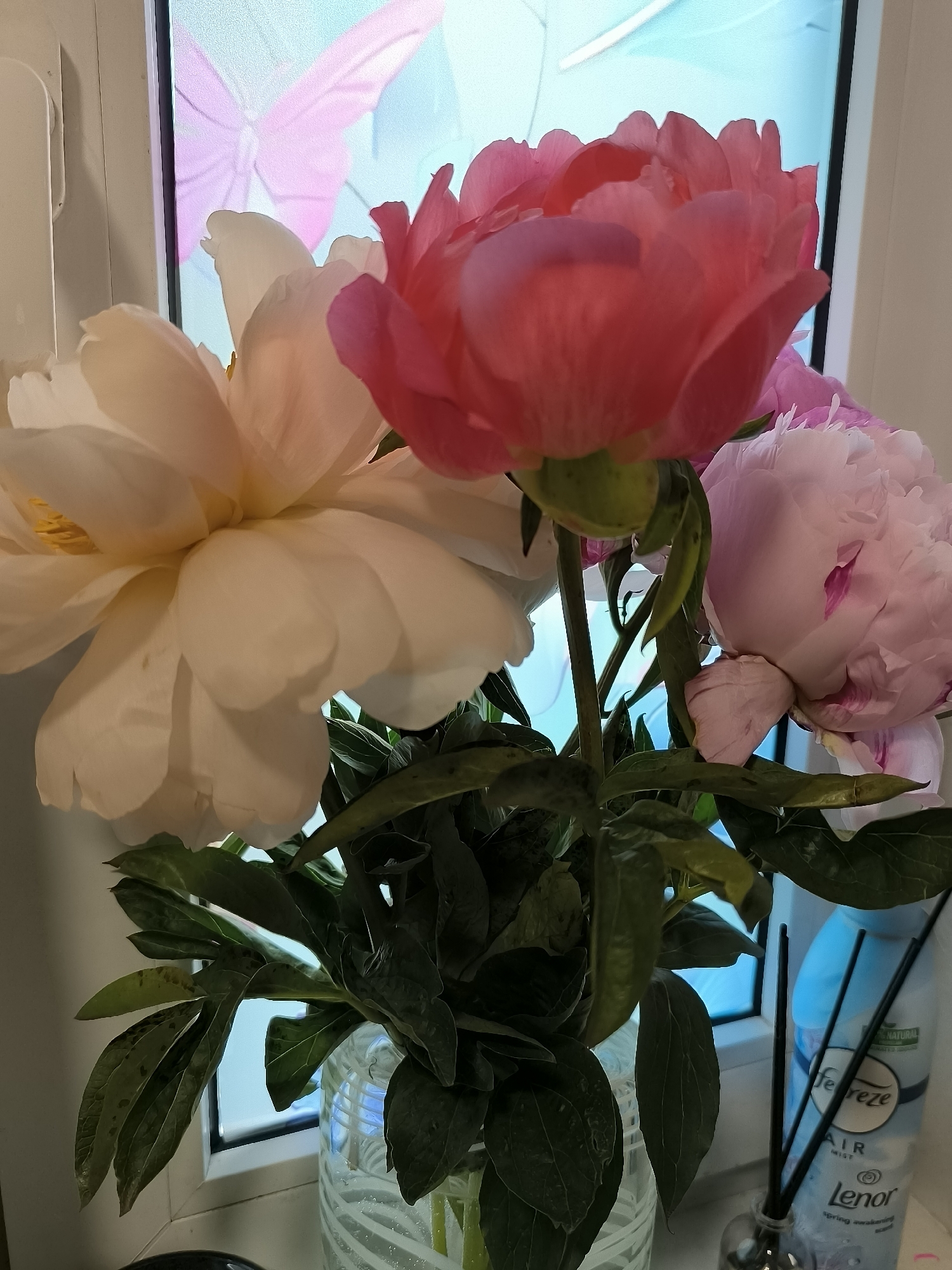 This image, captured in Dercekliai, Lithuania, displays a still life composition featuring a bouquet of peonies in a clear glass vase positioned in front of a window. The bouquet consists of at least three distinct peony blooms: a large white or cream-colored flower with visible yellow stamens on the left, a prominent vibrant pink or coral-colored flower in the upper center, and a partially opened light pink peony with darker pink striations on its petals situated on the right. Dark green foliage with some minor dark spots extends from the stems and into the ridged glass vase, which contains water.
The background reveals a window with a white frame. Through the window, a bright blue sky or exterior scene is visible, with a large, faint pink shape resembling a butterfly discernable on or behind the windowpane. To the right of the vase, on what appears to be a windowsill, a light blue "Febreze Air Mist Lenor spring awakening" aerosol can is positioned upright. Adjacent to the Febreze can, a small glass bottle with several black reed diffuser sticks is also present. The surface supporting the vase and other items is a light, neutral color. No people are visible in the scene.