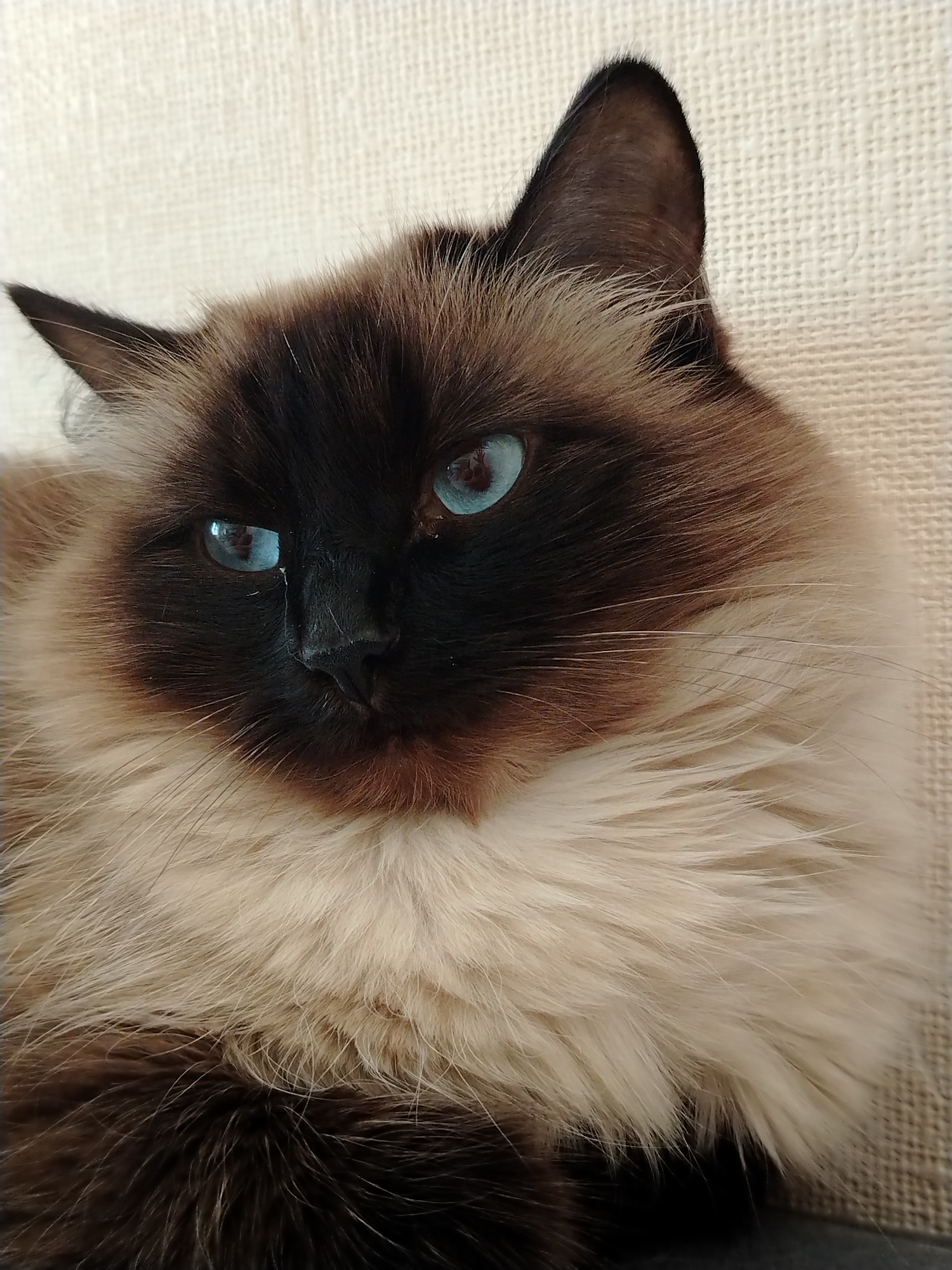 A close-up portrait shot captures the head and upper body of a domestic cat, likely a Ragdoll or Himalayan breed, in an indoor setting in Chaikovsky, Russia. The cat features striking pointed coloration, with dark chocolate-brown fur on its face, ears, and part of its paws, contrasting sharply with its light cream-colored, long, and fluffy fur around its neck and chest. Its most prominent feature is its vivid, sapphire blue eyes, which are wide open and reflect a soft, attentive gaze directed slightly to the left. The cat's dark nose and long, light-colored whiskers are clearly visible. Its ears are upright, indicating alertness. The background consists of a uniformly textured, light beige or off-white surface, possibly a woven fabric like upholstery or a wall covering, which provides a soft, unobtrusive backdrop. The lighting is gentle, suggesting an indoor environment without harsh shadows. No specific activity is depicted, but the cat appears calm and watchful. There is no visible text in the image.