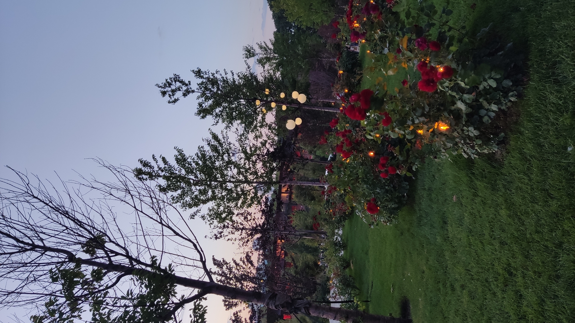 This media file depicts an outdoor scene at dusk, likely in Krasnodar, Russia. The primary subjects are a lush garden with vibrant red roses in full bloom, interspersed with decorative string lights that emit a warm, orange glow. The garden is surrounded by manicured green grass.
Towering trees, some bare and others with green foliage, frame the scene. Several large, spherical white lights are suspended among the branches of one of the trees, adding to the ambiance. In the background, hints of a building or structures can be seen through the trees, suggesting this might be a park, a botanical garden, or a landscaped private property.
The time of day is clearly twilight, as indicated by the soft, pastel hues in the sky, transitioning from a pale blue to shades of pink and orange near the horizon. The weather appears calm and pleasant, suitable for an evening outdoor setting. The overall mood conveyed is serene and inviting, with the gentle lighting creating a magical atmosphere. There is no visible text in the media file.