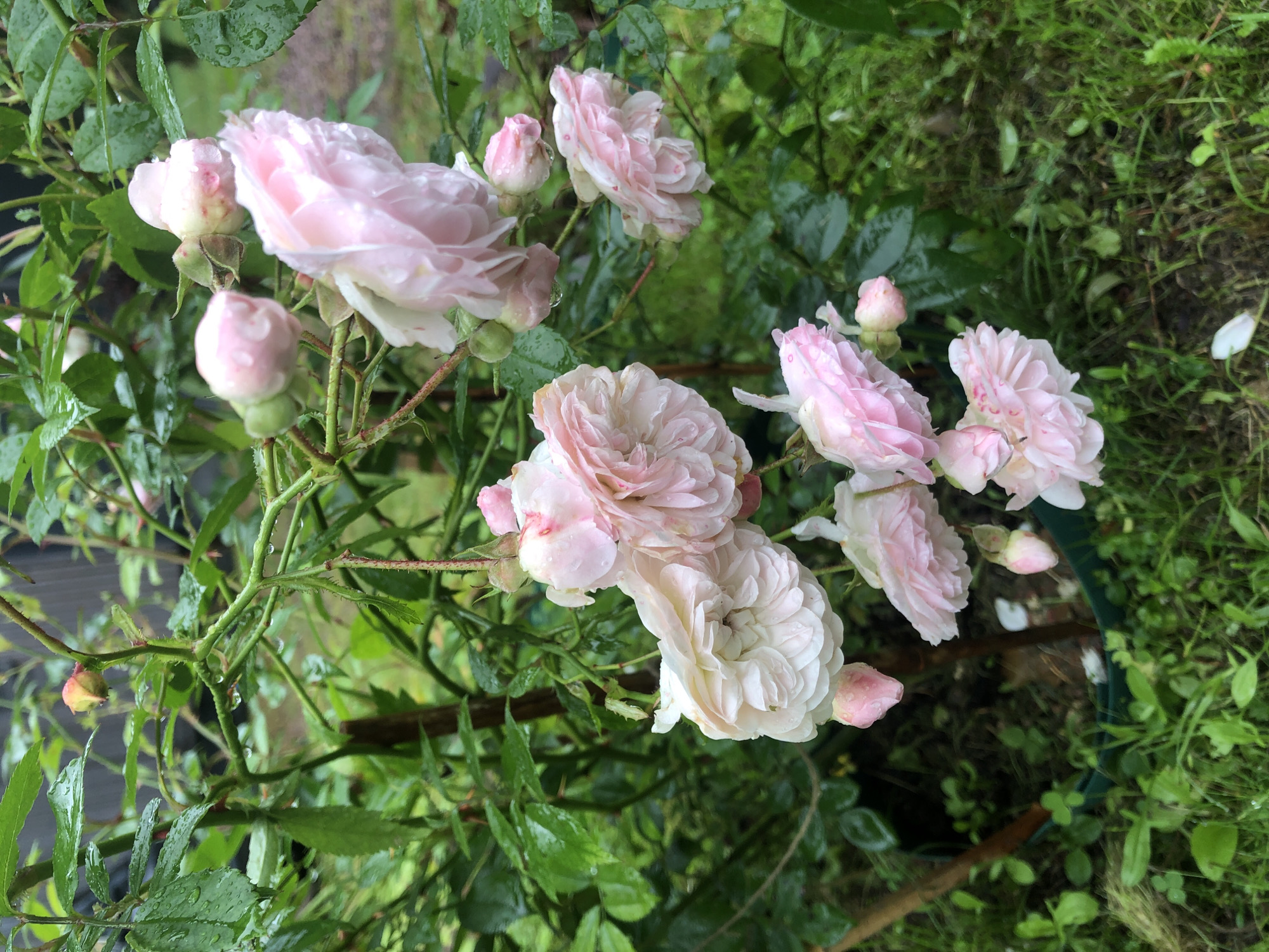 The image depicts a cluster of delicate pink roses in bloom, heavily laden with water droplets, suggesting recent rainfall. The roses are on a bush with green leaves and thorny stems. The background is a blurred mix of green foliage and darker shapes, possibly indicating other plants or structures in a garden setting. There are no people or animals visible in the image. The scene appears to be outdoors, in a natural environment. The location is stated to be Arfa, Russia, which is a city known for its agricultural landscape and flower cultivation.
