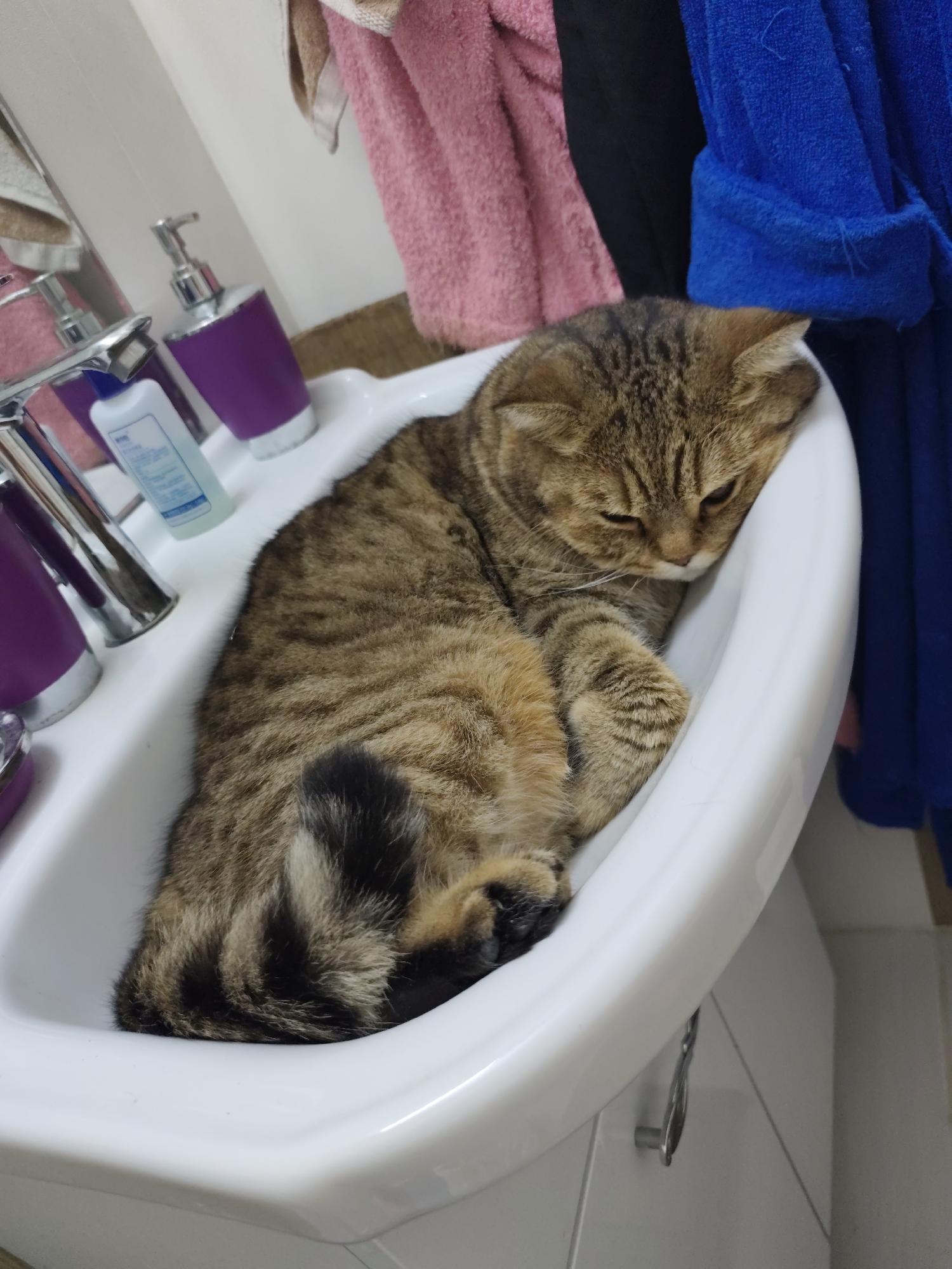 A tabby cat is curled up asleep in a white sink in a bathroom. The sink is part of a vanity with a silver handle. To the left of the sink, there are purple soap dispensers and a bottle of lotion. Pink and blue towels are hanging in the background. The scene is indoors, in a bathroom in Komsomolsk-on-Amur, Russia.