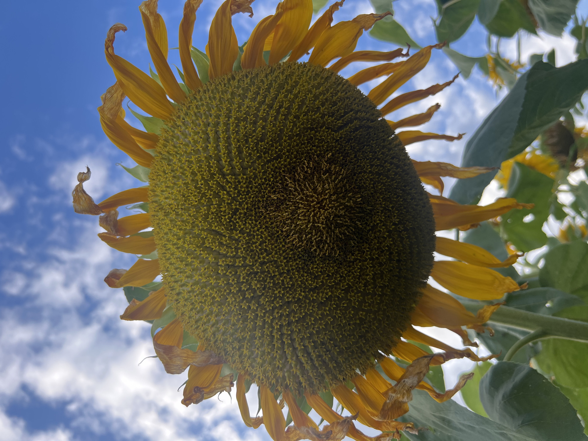 An extreme low-angle, upward-facing shot captures a wilting sunflower against a bright blue sky with scattered white clouds. The sunflower's face is largely out of focus, revealing a dense pattern of developing seeds. Its yellow petals are mostly withered and curled, with some fully dried and brown. The stem and large green leaves are also visible at the bottom of the frame. The image appears to have been taken outdoors, likely in a field or garden. There are no people or other visible objects in the frame. The overall impression is one of natural decay under a bright, expansive sky. The location is not specified in the image.