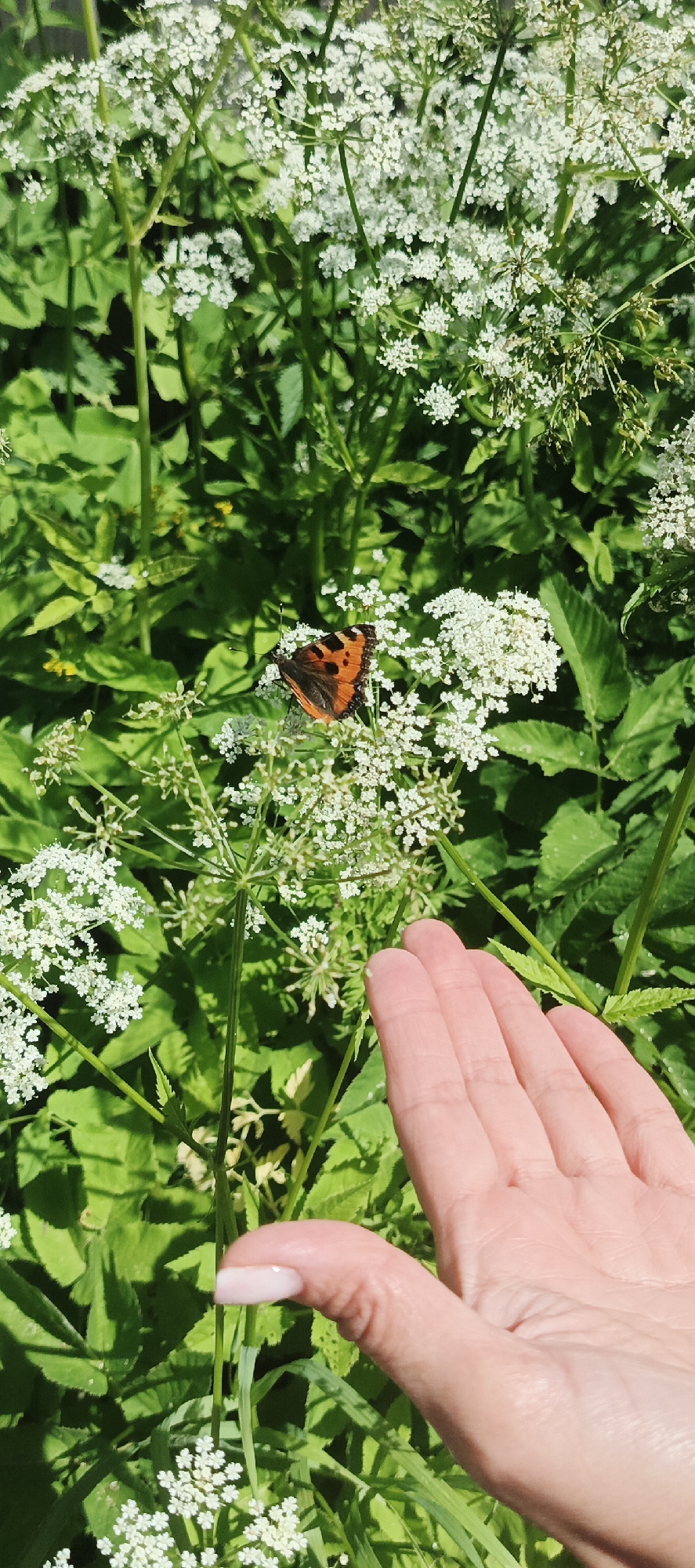 A butterfly with orange and black wings rests on a cluster of small white flowers, surrounded by green foliage. In the foreground, a person's hand is visible, its palm facing upwards and fingers slightly curled. The hand appears to be reaching towards the butterfly and flowers. The scene is set in an outdoor environment with abundant plant life, suggesting a natural setting like a park or garden. The image is taken during daylight, as indicated by the bright illumination and shadows. The specific location in the city of Chaikovsky, Russia, is not discernible from the visual information provided.