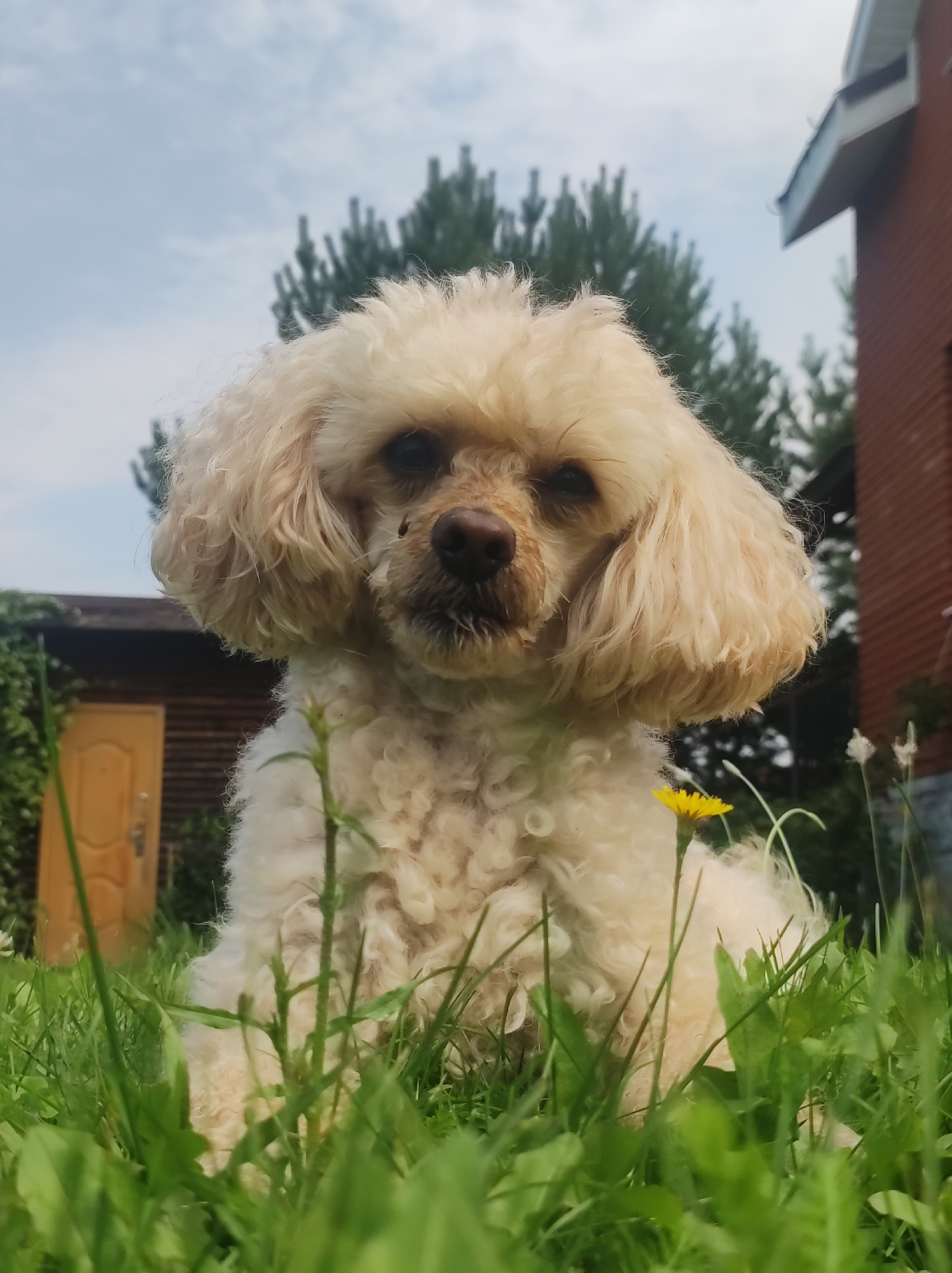 A medium shot shows a cream-colored poodle sitting in green grass under a cloudy sky. The dog is facing forward, with its fluffy hair framing its face. In the background, a wooden building with a yellow door is visible to the left, and a brick building with a balcony is to the right. Green trees are in the distance. The focus is on the dog, with the foreground and background slightly blurred.