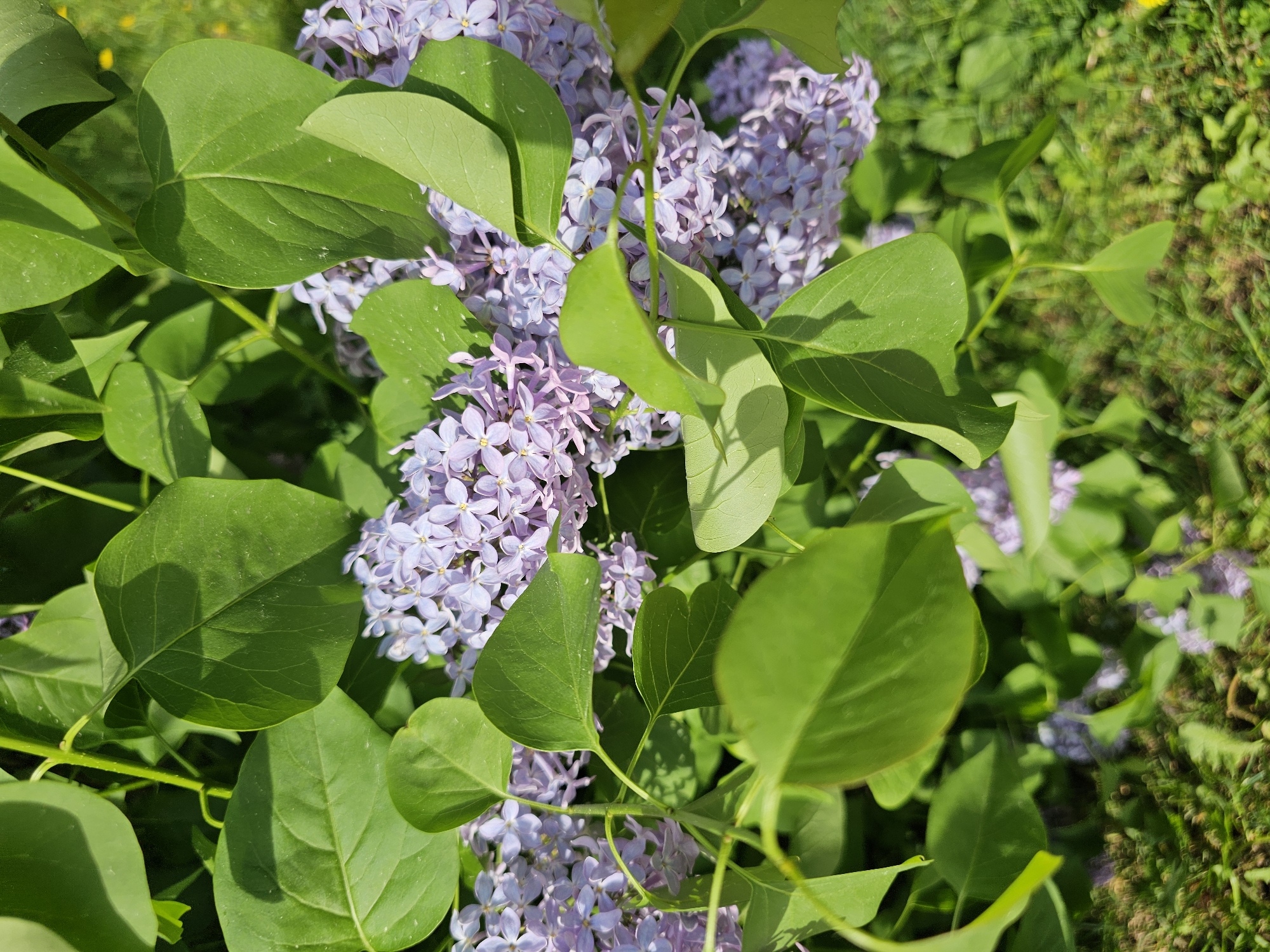 The image shows a cluster of lilac flowers in full bloom, interspersed with lush green leaves. The purple hue of the flowers is a stark contrast to the verdant leaves, creating a visually appealing scene. The image suggests a natural setting, possibly a garden or park. Without additional information, it is not possible to confirm the location is in Khimki, Russia, but the vegetation is consistent with a temperate climate.