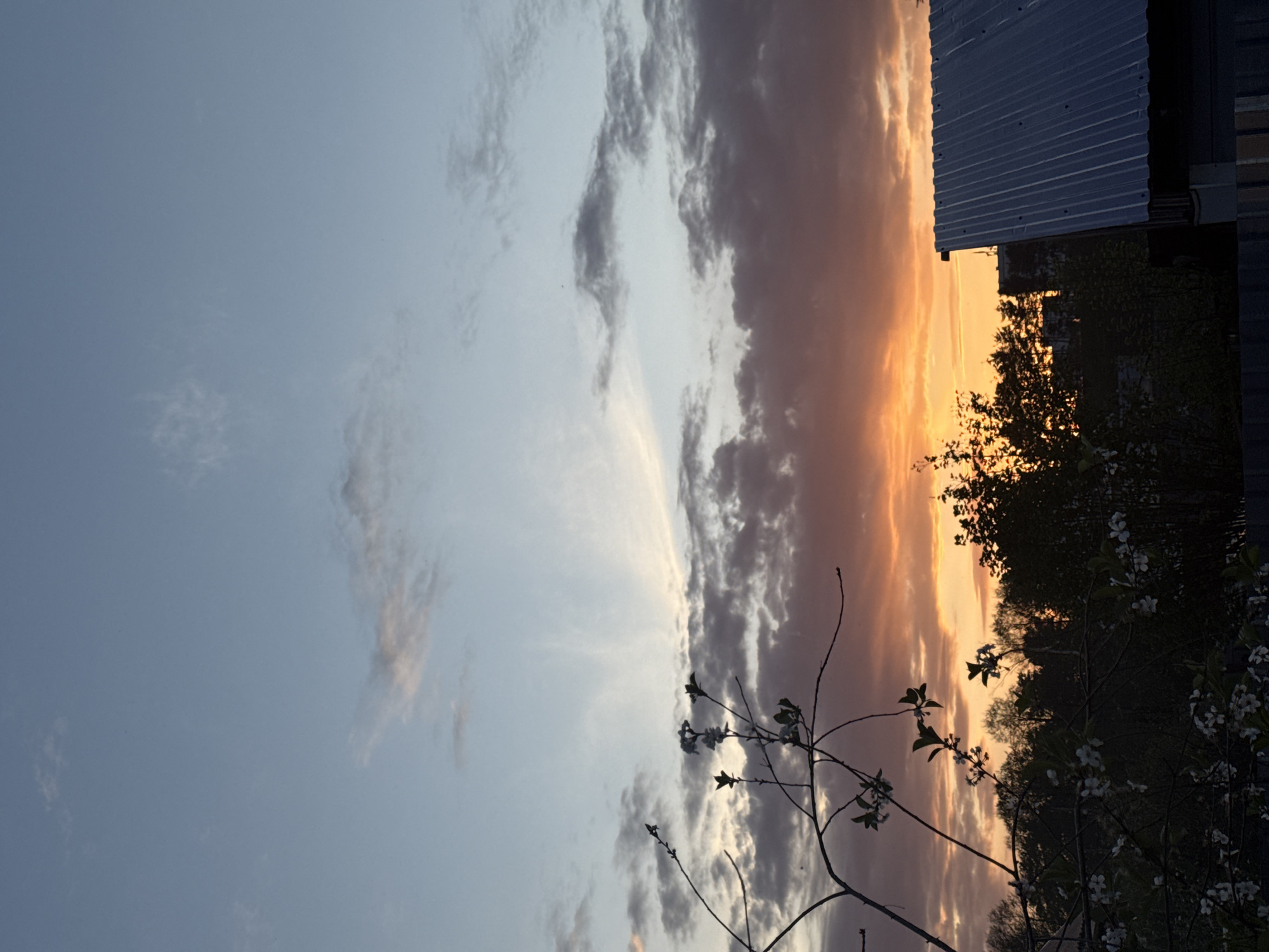 The image depicts a sunset sky over the city of Chaikovsky, Russia. The sky transitions from a light blue at the top left to a vibrant orange and pink near the horizon. Clouds are scattered throughout, with darker, more textured clouds towards the center and right. A silhouette of trees and branches, some with small white blossoms, are visible in the lower right portion of the frame. A corrugated metal structure is visible along the right edge.