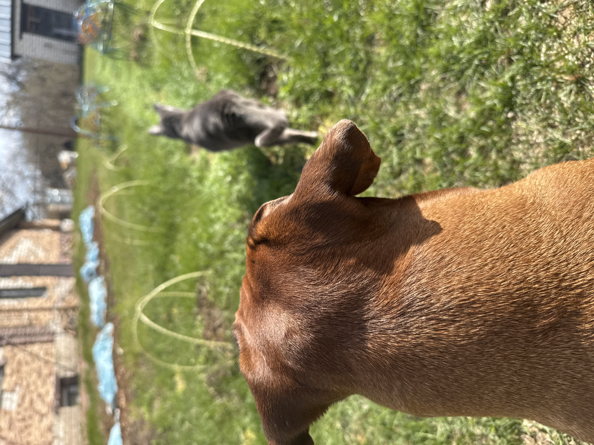 An outdoor scene features a brown dog in the foreground observing a gray cat in the midground, set in a sunny garden or yard. The image is oriented vertically.
In the immediate foreground, the back and right side of a short-haired, reddish-brown dog are visible. The dog's right ear is distinct and perked up, suggesting attentiveness. Its fur is brightly lit by sunlight, showcasing variations in brown hues and individual hair strands.
Further into the scene, slightly to the left and center, a gray cat is lying or crouching on vibrant green grass, facing away from the dog. The cat appears to be still, possibly observing something beyond the frame or resting. The cat is somewhat out of focus compared to the dog, indicating a shallow depth of field.
The background consists of more green grass, marked by long, distinct shadows from unseen objects, suggesting a bright, clear day. Several light-colored, arching structures, possibly garden hoops or frames for plants, are scattered across the grassy area. Along the far left edge of the frame, a row of light blue or white plastic sheeting or covering is laid out, likely protecting a garden bed. Beyond this, parts of a building, possibly a house with a light-colored roof, and some bare tree branches are visible against a bright sky, suggesting a residential or rural setting in Bol'shoye Kozino, Russia. There is no visible text.