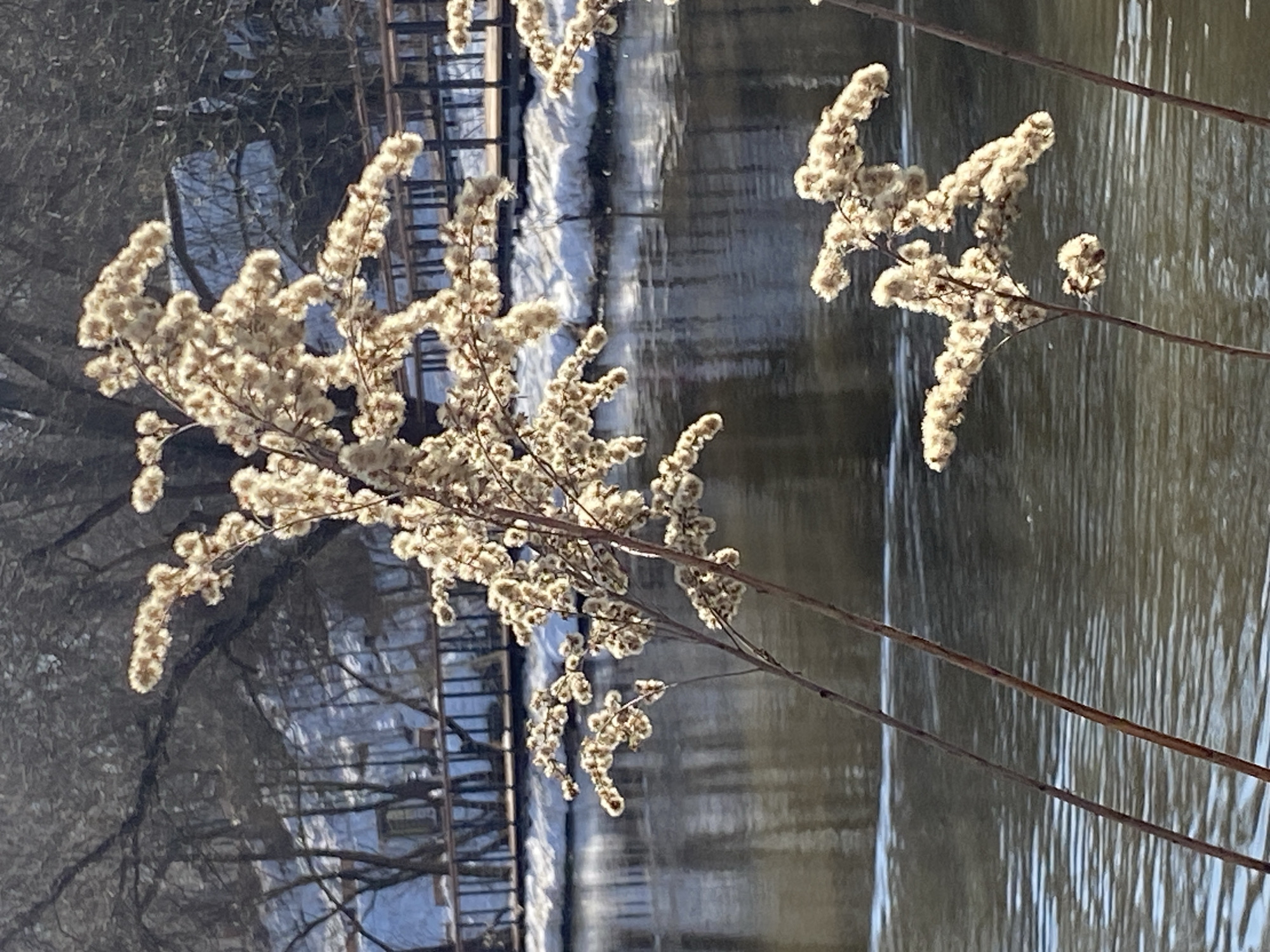 The image depicts an outdoor winter or early spring scene, specifically in Gorky Park, Moscow, Russia. In the immediate foreground and midground, several dried plant stalks are visible, notably two tall ones extending from the lower left towards the upper center, and a smaller cluster in the lower right. These stalks are topped with dense, cream-colored, fluffy seed heads, intensely lit by direct sunlight from the left. A body of calm water, exhibiting minor ripples and reflections, spans the midground. The far bank of the water features a narrow strip of white snow. Above the snow line, a dark-colored wooden boardwalk or pedestrian bridge with black railings extends horizontally across the scene. Behind the boardwalk, the dark, bare branches of numerous deciduous trees are visible. In the distant background, partially obscured by the trees, reflections consistent with a modern building facade are faintly discernible. The scene is devoid of human figures, animals, or vehicles, suggesting a quiet, clear, and sunny day.