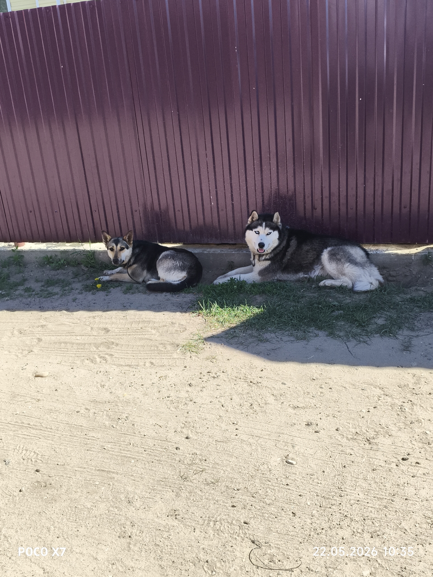 The image depicts two dogs lying on the ground adjacent to a burgundy metal fence. The dog on the left is a medium-sized mixed breed with a predominantly black and grey coat. The dog on the right is a Husky, with black and white markings and distinct blue eyes. Both dogs are lying down. The ground is a mix of dirt, sand, and some patches of grass. The time stamp "22.05.2026 10:35" is visible in the lower right corner.