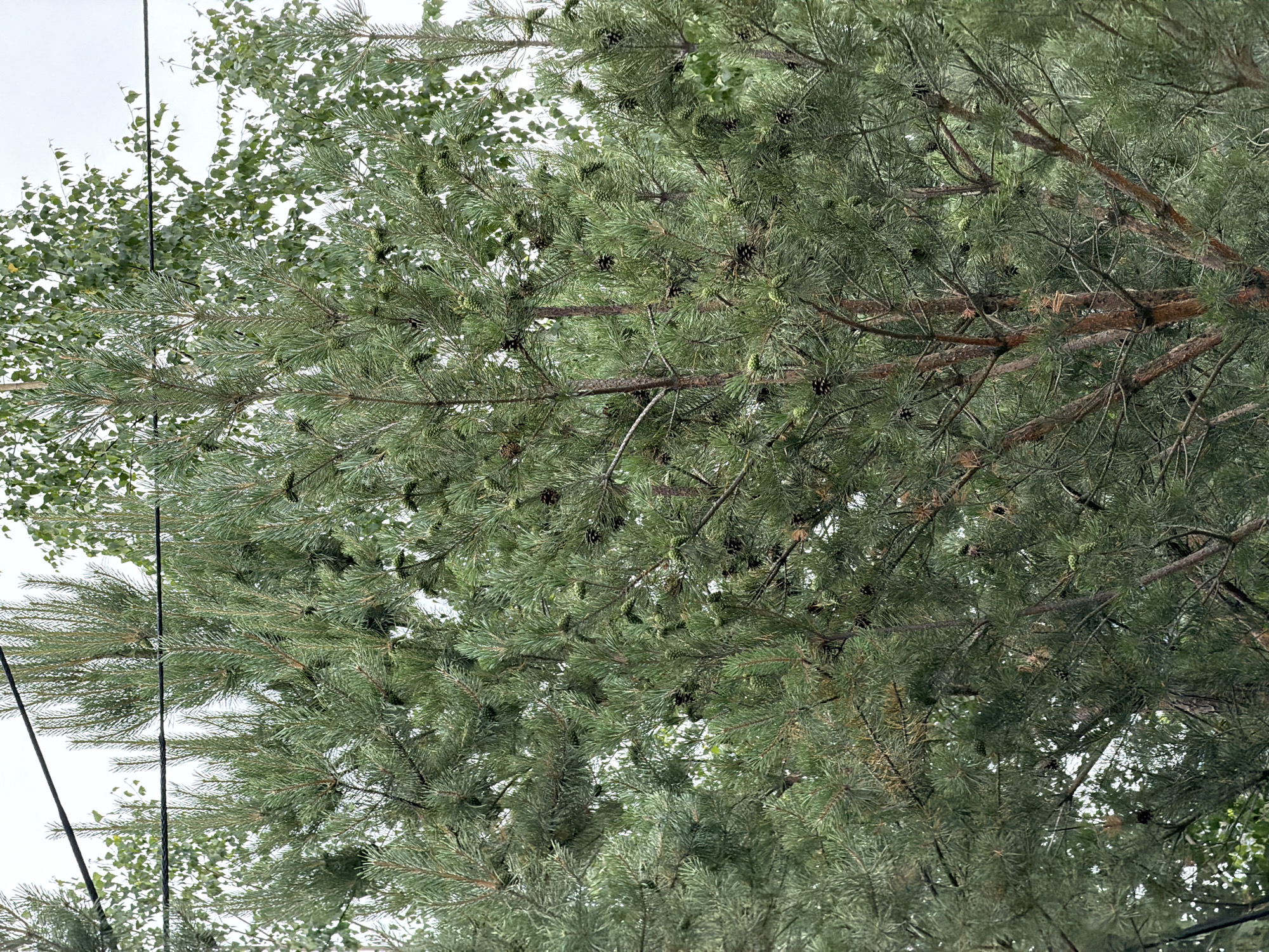The image shows a close-up view of a pine tree with numerous pinecones, set against a backdrop of other trees and an overcast sky. Power lines are visible diagonally across the upper portion of the frame. The pine tree is dense with green needles and brown branches. Some of the pinecones are green and unopened, while others are dark brown and appear mature. The overall impression is of a natural scene, possibly a park or a residential area with mature trees. The specific location of Озерное (майминский), Russia is not visually discernible from the image itself; it is provided as contextual information.