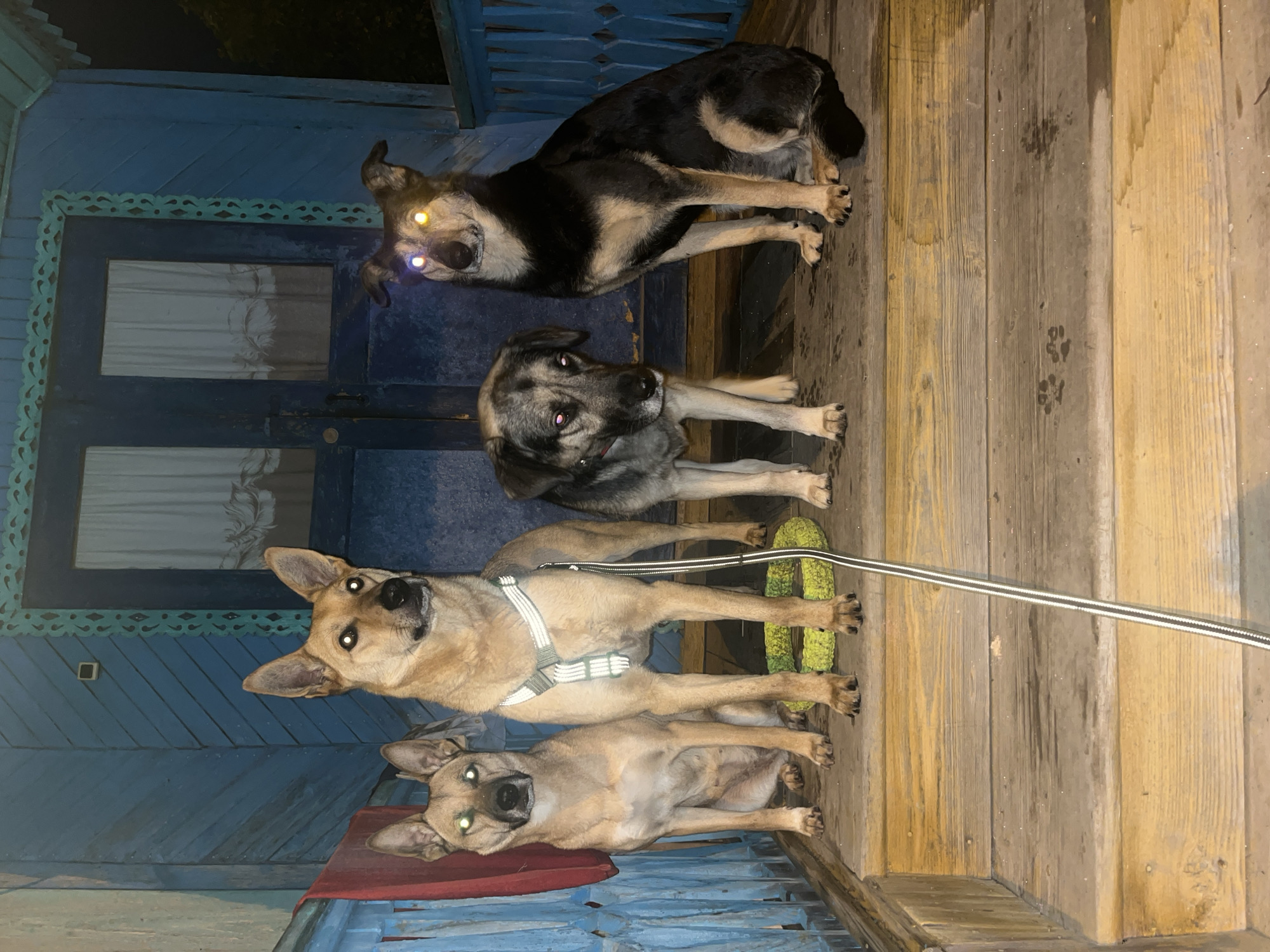 Four dogs are posed on a wooden porch in front of a blue wooden house. The dogs appear to be a mix of breeds. From left to right, the first dog is tan with pointed ears and green eye reflection. The second dog is tan with a white harness and green eye reflection. The third dog is grey and tan with pink eye reflection. The fourth dog is black and tan with yellow and blue eye reflection. A green ring toy is on the porch floor between the second and third dogs. A black and white striped leash is hanging down from the second dog. The house has blue siding and a dark blue door with a decorative carved trim. The porch railing is also blue and has a patterned design. The image is taken at night and there is an artificial light source causing the eye reflection in the dogs. The location is identified as Nizhny Tagil, Russia.