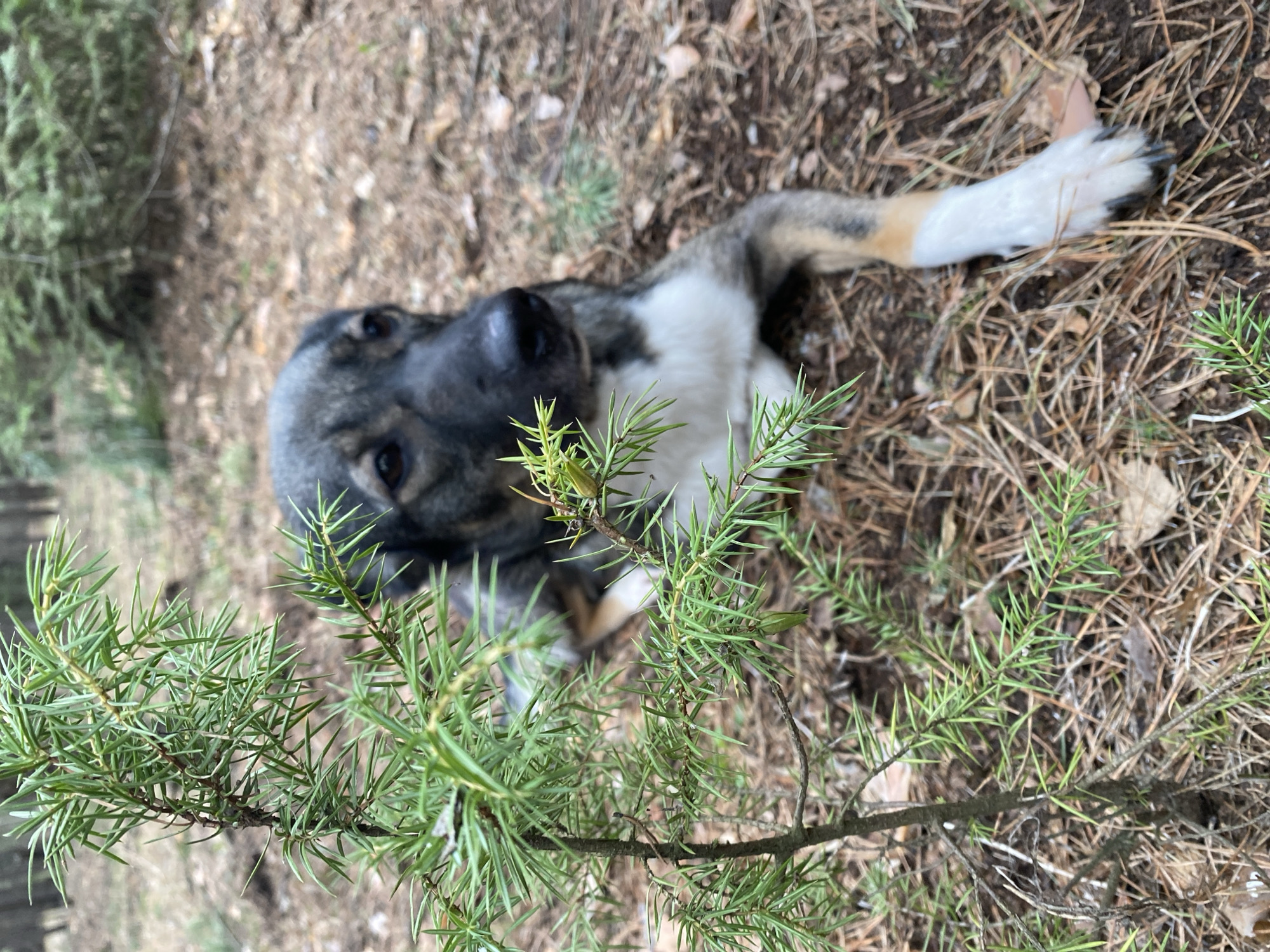 An overhead, slightly tilted shot captures a medium-sized dog lying on a forest floor in Chaikovsky, Russia. The dog, which appears to be a mixed breed with grey, black, white, and tan fur, is looking directly up at the camera with soft, curious eyes and a black nose. Its body is mostly white and grey, with a tan and white leg featuring dark claws stretched out on the right side of the frame.
The ground around the dog is covered with dry brown leaves, pine needles, and loose soil, suggesting a woodland or forested area. In the foreground, a branch of a green coniferous plant, likely juniper, extends across the lower portion of the image. Its spiky, needle-like leaves partially obscure the dog, adding a sense of depth and natural framing.
The scene is lit by natural daylight, indicating clear or mildly overcast weather conditions, with no harsh shadows. The dry ground cover further suggests fair weather. No human subjects or visible text are present. The image conveys a calm and attentive moment between the dog and the photographer in a natural outdoor environment.