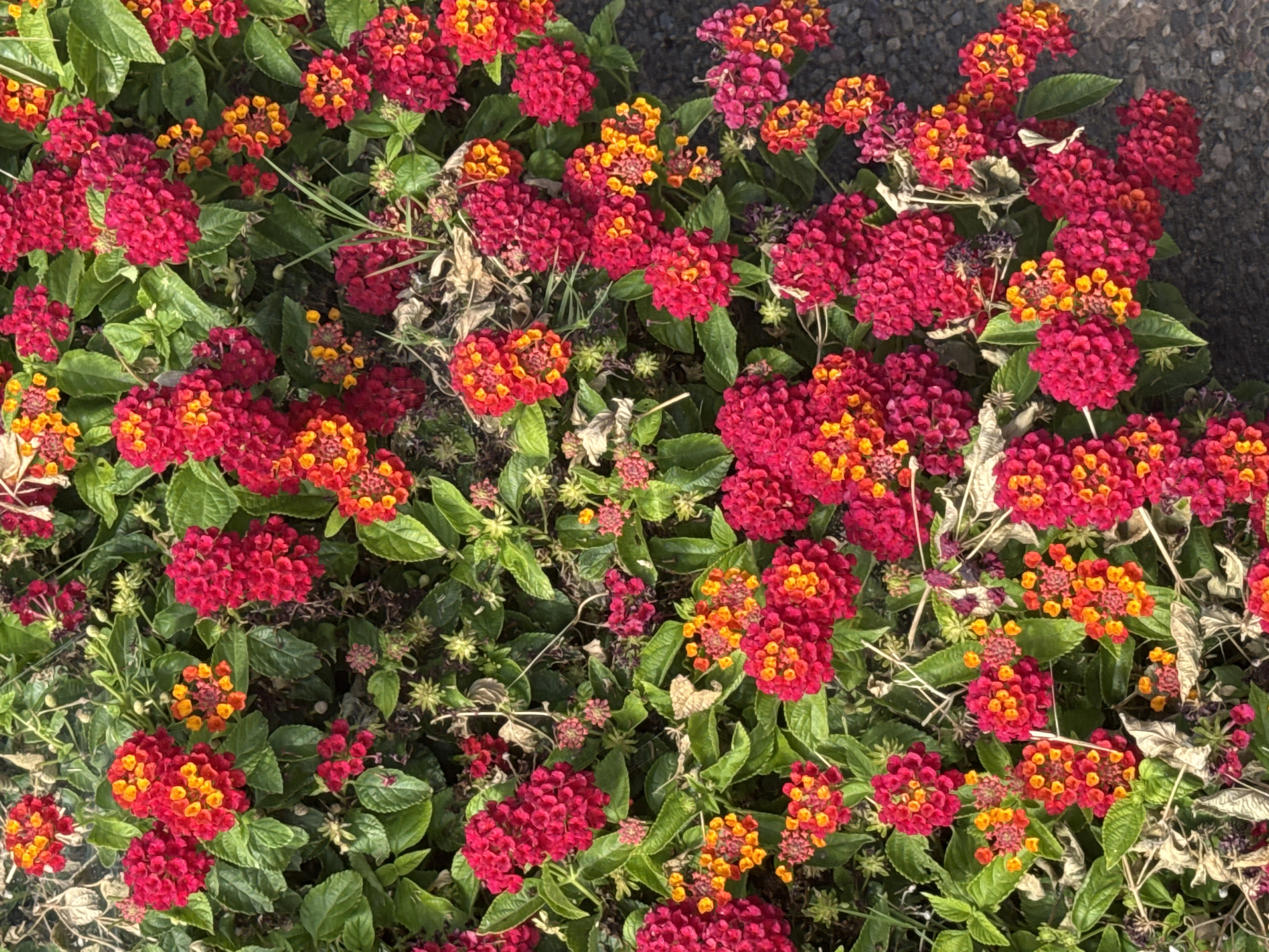 In the city of Antelope, United States, a close-up, overhead shot showcases a vibrant cluster of Lantana flowers. The flowers are a mix of deep pink, fuchsia, and fiery orange, with some blooms displaying a gradient of color. They are tightly packed, forming spherical clusters, interspersed with lush green foliage and some dry, brown leaves. The background transitions to a dark, textured surface, likely asphalt, suggesting the plants are growing along a pathway or roadside.