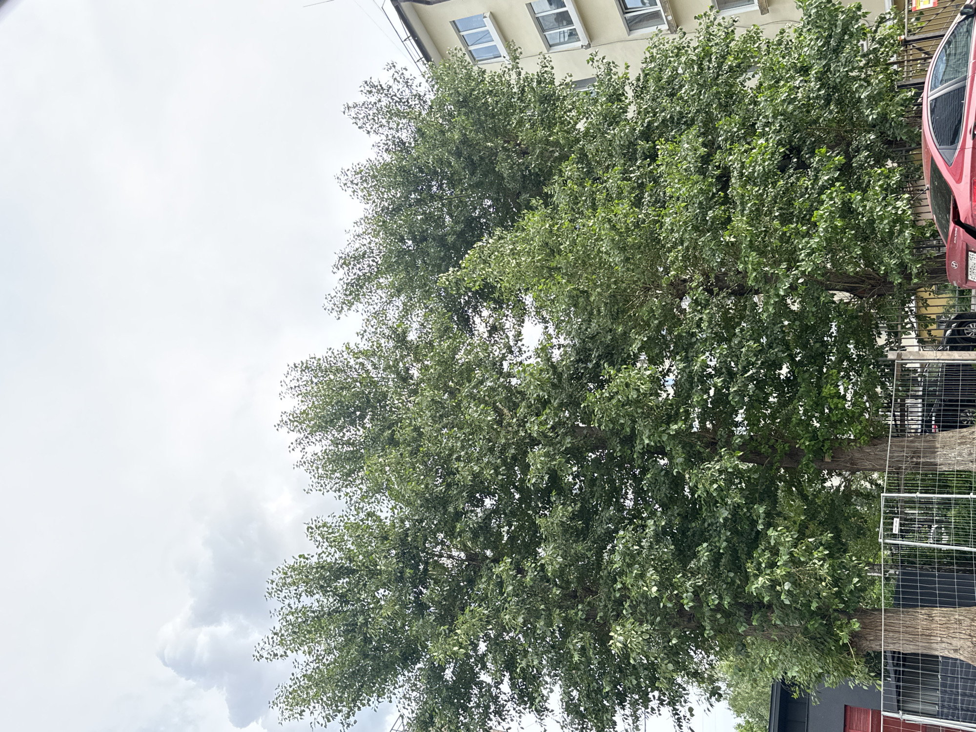 The image depicts an urban scene in Perm, Russia, dominated by a large, leafy tree. The tree's branches and dense foliage fill a significant portion of the frame, obscuring the sky and surrounding buildings. Through the leaves, parts of a building with cream-colored walls and windows can be seen. To the right, a red vehicle, possibly a van or bus, is partially visible, with a license plate featuring Russian characters and numbers. A metal fence, characteristic of urban fencing, runs vertically along the right side of the image, partially separating the foreground from the background. The lighting suggests it is daytime, and the overcast sky indicates cloudy weather. The overall impression is that of a typical city street scene, where nature, represented by the mature tree, intertwines with urban infrastructure. No people are visible in the image.