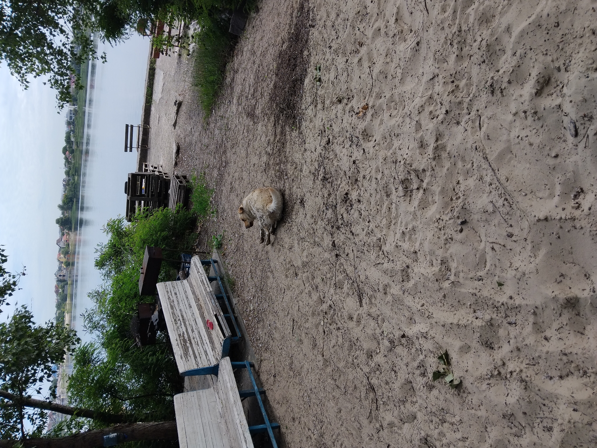 The image depicts an outdoor scene at the Dnipro River embankment in Kyiv, Ukraine, during the day. The foreground is a sandy area with scattered debris and vegetation. In the middle ground, two weathered wooden benches with blue metal frames are visible, with a red object, possibly a shoe, on the backrest of the bench closer to the viewer. To the right of the benches, a light-colored dog is lying down, curled up on the sand. Behind the benches, there is a barbecue grill and some wooden pallets stacked. The background features the Dnipro River, with a calm surface and a residential area on the opposite bank, characterized by houses and trees. The sky is overcast, suggesting a cloudy day.