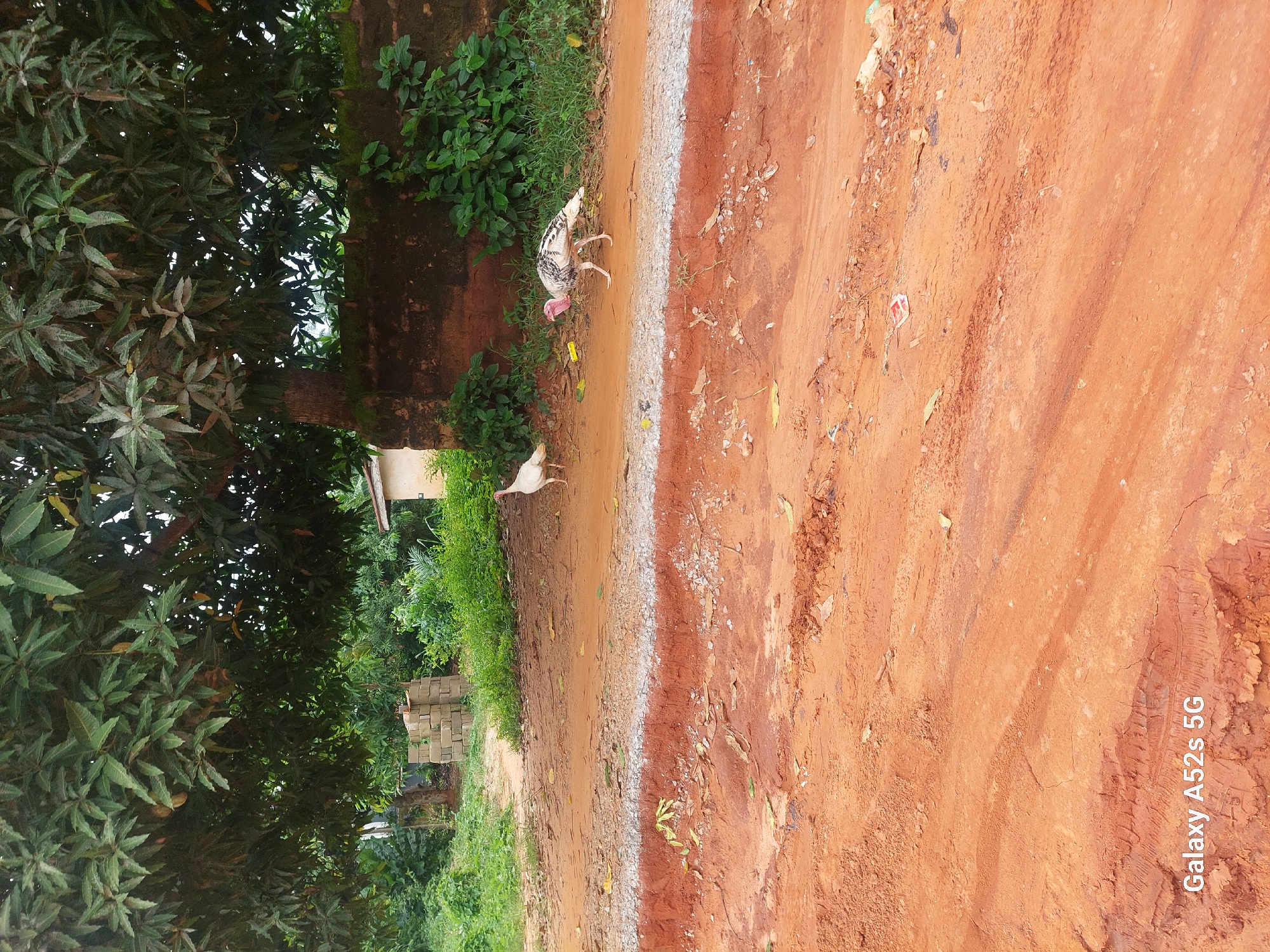 The image depicts an outdoor scene in the city of Umudioka, Nigeria. In the foreground, a dirt road with tire tracks is visible, stained with reddish-brown soil. The road is bordered by a cut-away section of earth, revealing layers of red clay and grey gravel. In the middle ground, two turkeys are walking along a dirt path. One turkey is white, and the other has black and white plumage. Behind the turkeys, a low, red brick wall is partially covered in moss and green vegetation. Beyond the wall, a dense canopy of green leaves from a large tree dominates the upper portion of the image, casting shadows. Further in the background, there is more greenery and a small, light-colored building with a brown roof. A stack of concrete blocks is also visible in the mid-ground. The overall environment suggests a rural or semi-rural setting.