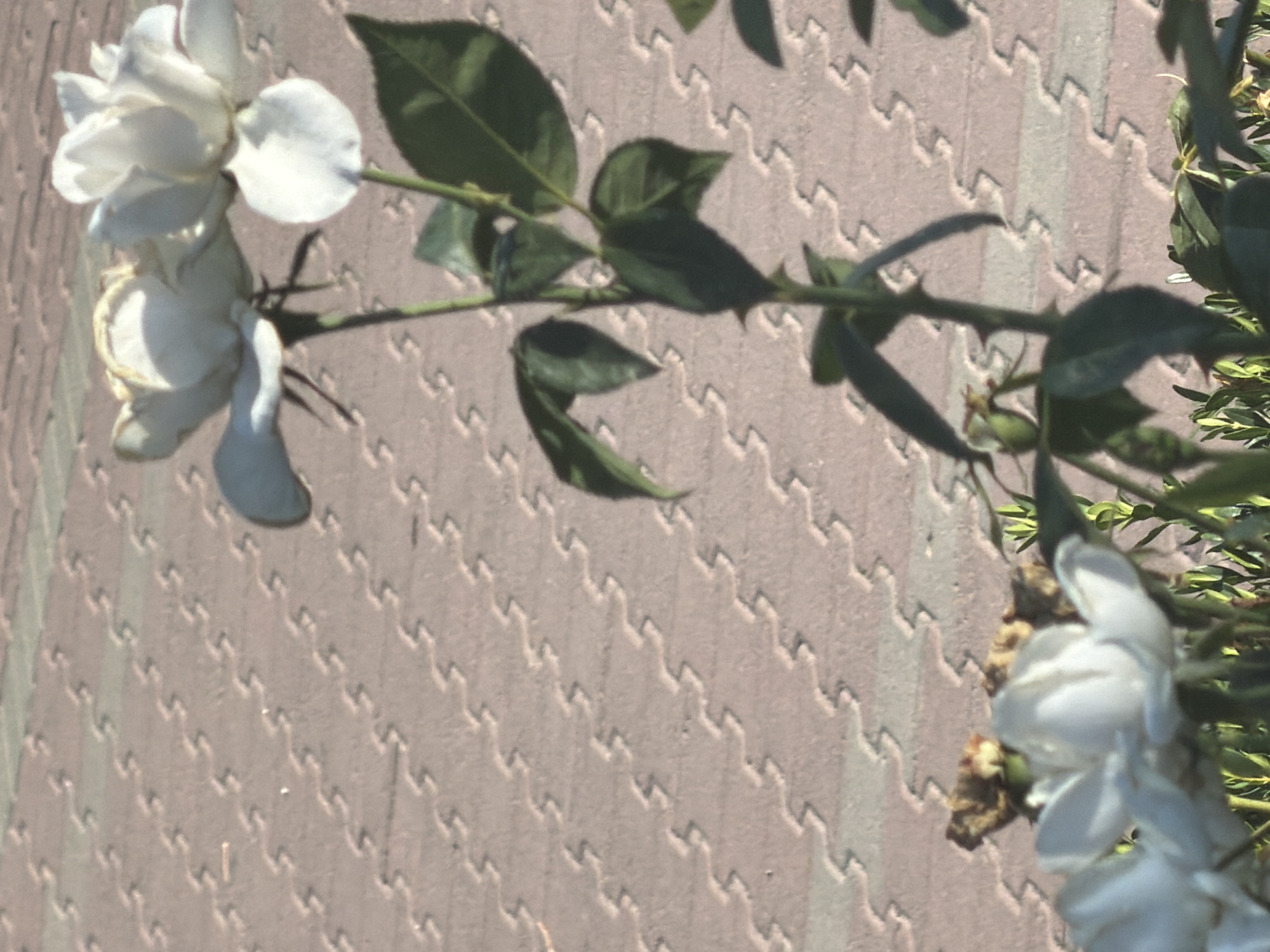 The image shows a close-up of white roses and their stems against a textured, reddish-pink paving stone background. The roses are in various stages of bloom, with some fully open and others still budding. The paving stones are laid in a repeating pattern of interlocking shapes. The lighting suggests it is daytime, casting shadows on the flowers and paving stones. There is no indication of people or any specific city landmarks. The context of Rostov-on-Don, Russia is not visually supported by the provided image.