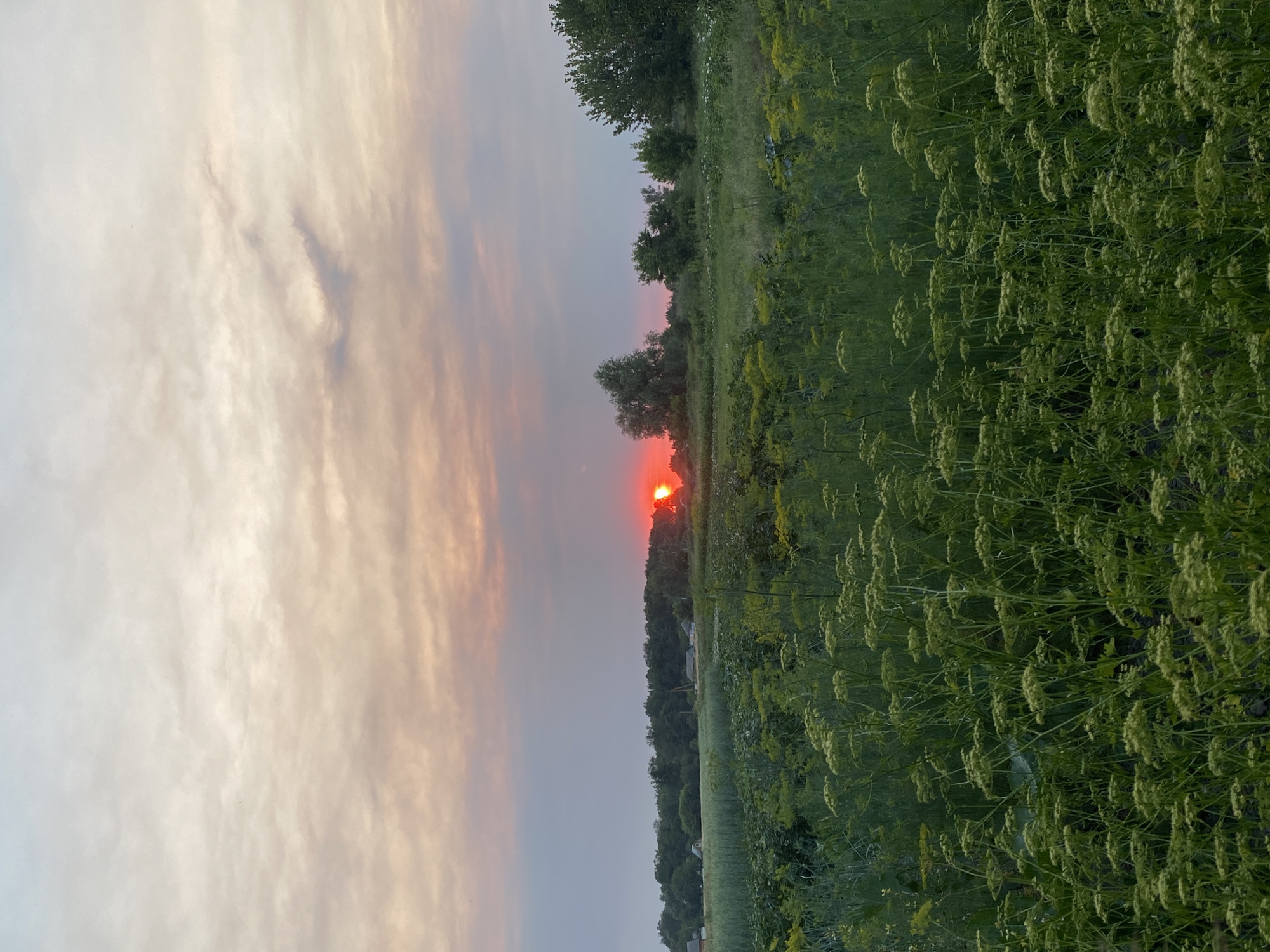 A wide-angle, low-angle shot captures a sunset over a rural landscape. The foreground is dominated by a dense field of tall, green plants with delicate, white flower clusters, creating a soft, textured carpet. Behind this, a darker green field stretches further back, with scattered patches of yellow flowers. A line of trees, some leafy and others sparser, forms a dark green horizon. Within this tree line, several small houses with white roofs and walls are visible, hinting at a small village. The sky above is a canvas of soft colors, with pale pinks, oranges, and grays blending into a pale blue at the top. A bright red sun is partially visible, peeking through the trees on the right side of the horizon, casting a fiery glow. The overall impression is one of a peaceful, natural setting at the end of the day.