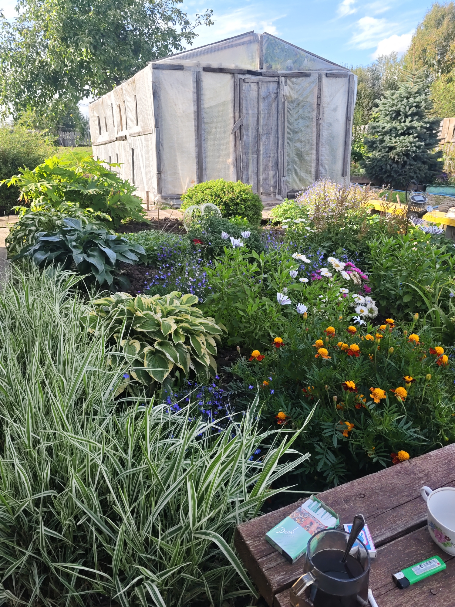 The image captures a sunlit garden scene. In the background, a greenhouse constructed with a wooden frame and translucent sheeting stands amidst lush greenery. A large deciduous tree with dense foliage is positioned to the left of the greenhouse, and a mature evergreen tree is visible to the right. The foreground is dominated by a vibrant flower bed, featuring a mix of orange marigolds, white and pink asters, and smaller blue flowers, interspersed with large-leafed hostas and ornamental grasses with variegated green and white stripes. A rustic wooden table is in the lower right corner, set with a clear glass mug containing a dark liquid and a spoon, a pack of cigarettes, a small box of matches, and a green lighter. A white teacup with floral motifs rests on the table's edge. The environment suggests a residential garden, likely in the countryside or a suburban area. The presence of cigarettes and a drink implies a moment of pause or relaxation. The sky above is partly cloudy. The general ambiance is one of a peaceful, well-tended outdoor space.