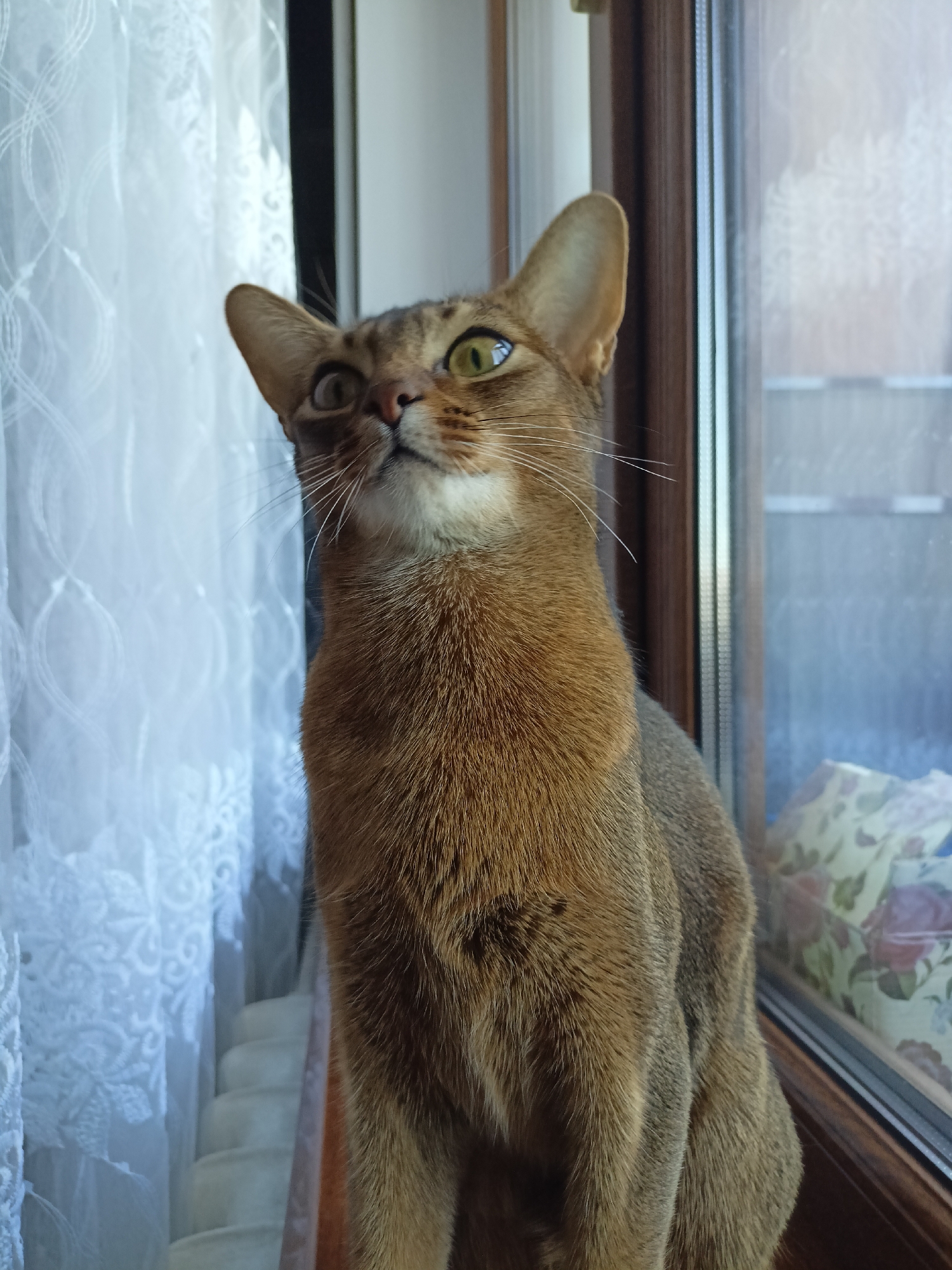 A medium shot captures an Abyssinian cat sitting on a windowsill, gazing upwards and to the left. The cat has a sleek, golden-brown coat with ticked fur and large, expressive green eyes. Its ears are pointed and alert. The background to the left features sheer white lace curtains with a floral pattern, diffusing soft daylight. To the right, a window pane reveals a blurred outdoor scene, suggesting a daytime setting with moderate light. The windowsill appears to be made of wood. The cat's posture and upward gaze suggest curiosity or attentiveness to something beyond the frame. The overall atmosphere is calm and domestic. The location is Volgodonsk, Russia. No text is visible.