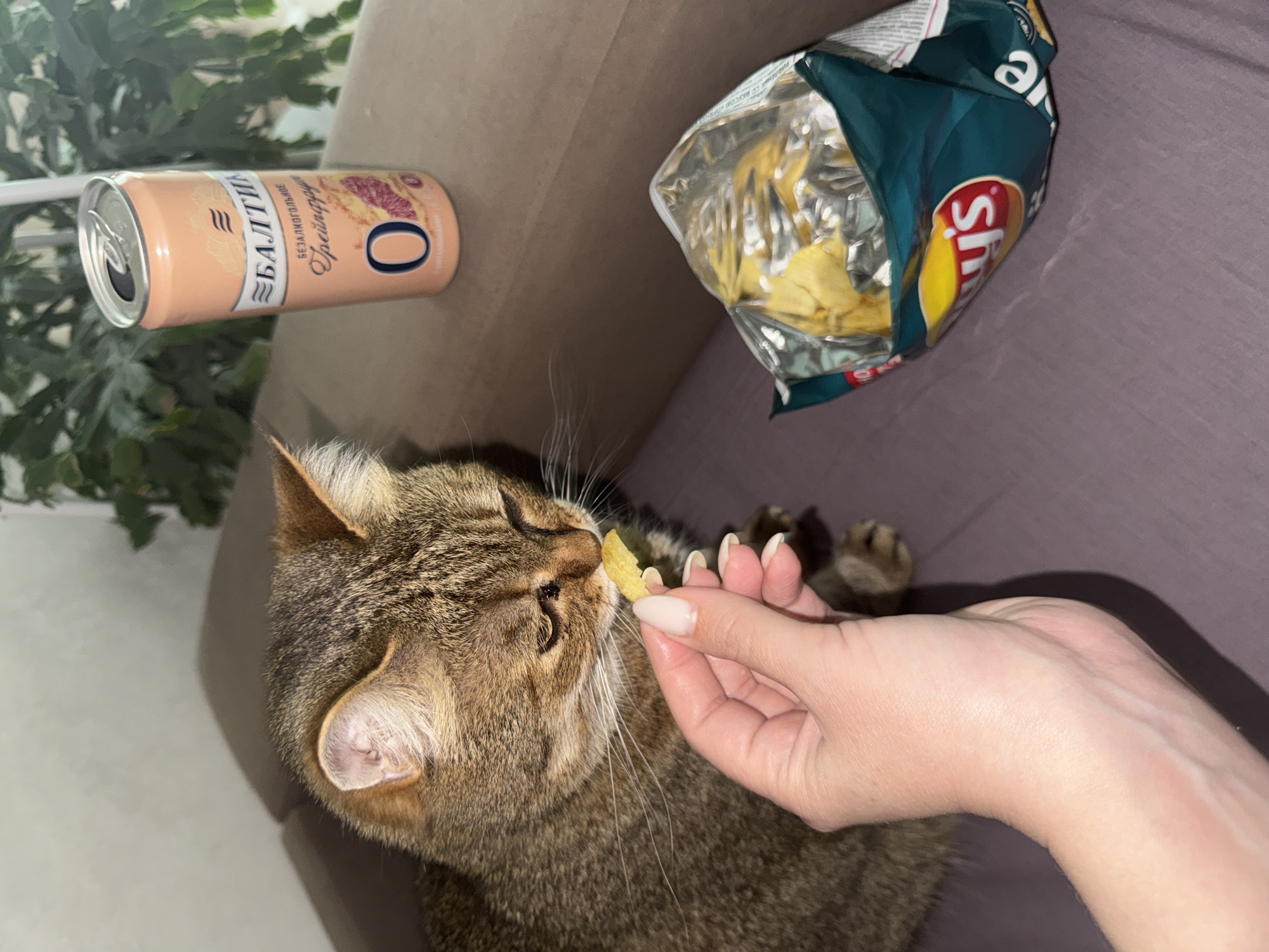 The image shows a tabby cat being hand-fed a potato chip. A can of Baltika 0 grapefruit non-alcoholic beer is positioned next to the cat, and an open bag of Lay's potato chips is visible nearby. The scene appears to be indoors on a piece of furniture with light purple upholstery. The location is likely in Chaikovsky, Russia, given the product details, but this is based on product information and cannot be definitively confirmed from the image alone.