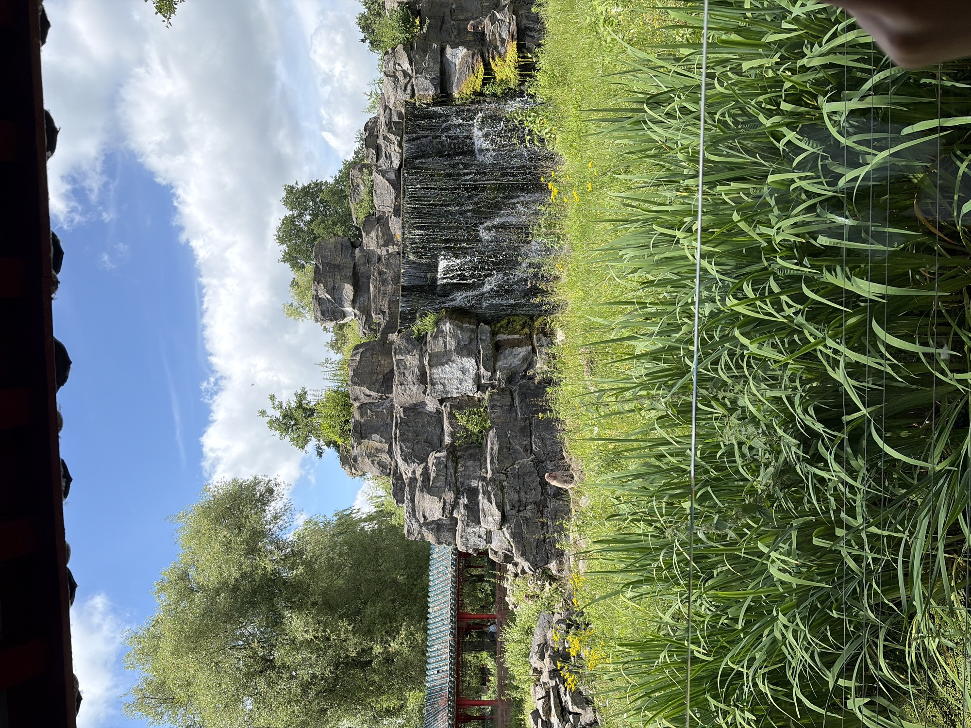 The image depicts an outdoor scene within the Pairi Daiza zoo in Cambron-Casteau, Belgium. In the foreground, tall green reeds and other vegetation are prominent, with some wires or a fence visible within the reeds. Behind this, a rocky waterfall cascades down a series of large, grey stones. To the left of the waterfall, a long, red-and-green tiled roof structure, reminiscent of traditional Asian architecture, extends into the background, supported by red pillars. Several people can be seen under this structure. A lone monkey is perched on a rock to the right of the waterfall. In the far left of the image, a large tree with lush green foliage stands tall against a blue sky dotted with white clouds. The overall environment suggests a carefully landscaped habitat designed to mimic natural settings, likely for primate or other animal enclosures within the zoo.