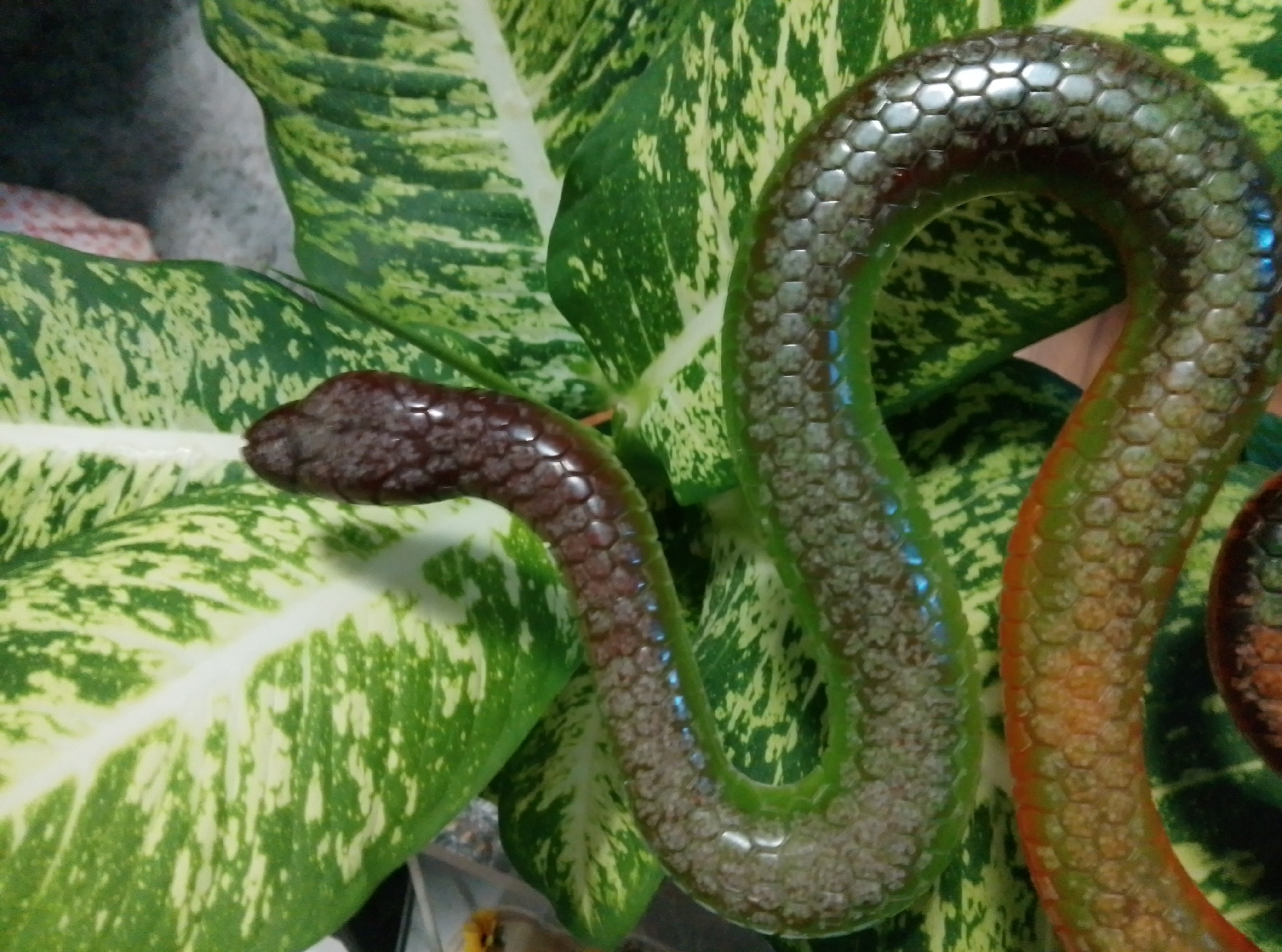 A snake with iridescent scales is coiled around large green and yellow variegated leaves of a tropical plant. The snake's body exhibits shades of green, blue, brown, and orange, with a dark brown head. The leaves appear to be from a Dieffenbachia plant. The scene is illuminated by artificial light, creating reflections on the snake's scales. There is no indication of the city of Wedel, Germany, in this image.