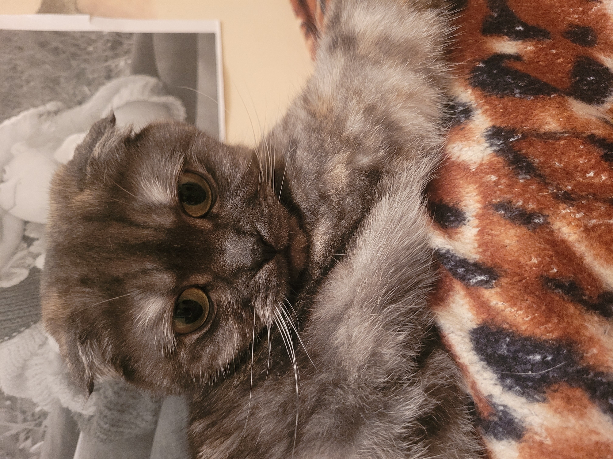 A gray Scottish Fold cat is lying on an animal print blanket. Part of a black and white photograph is visible in the background. The setting appears to be indoors. No information about Izhevsk, Russia can be inferred from the image.