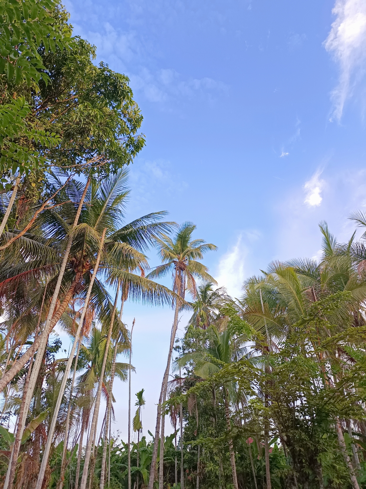 The image captures a low-angle view of a tropical landscape, likely in Gampong Blang, Indonesia, under a clear blue sky dotted with wispy white clouds. The foreground is dominated by a dense collection of tall, slender palm trees with their fronds reaching upwards. Interspersed with the palms are other types of lush green trees and foliage, creating a rich, layered effect. The lighting suggests it is either early morning or late afternoon, casting a warm glow on the scene. No people are visible, and the environment appears natural and uncultivated.