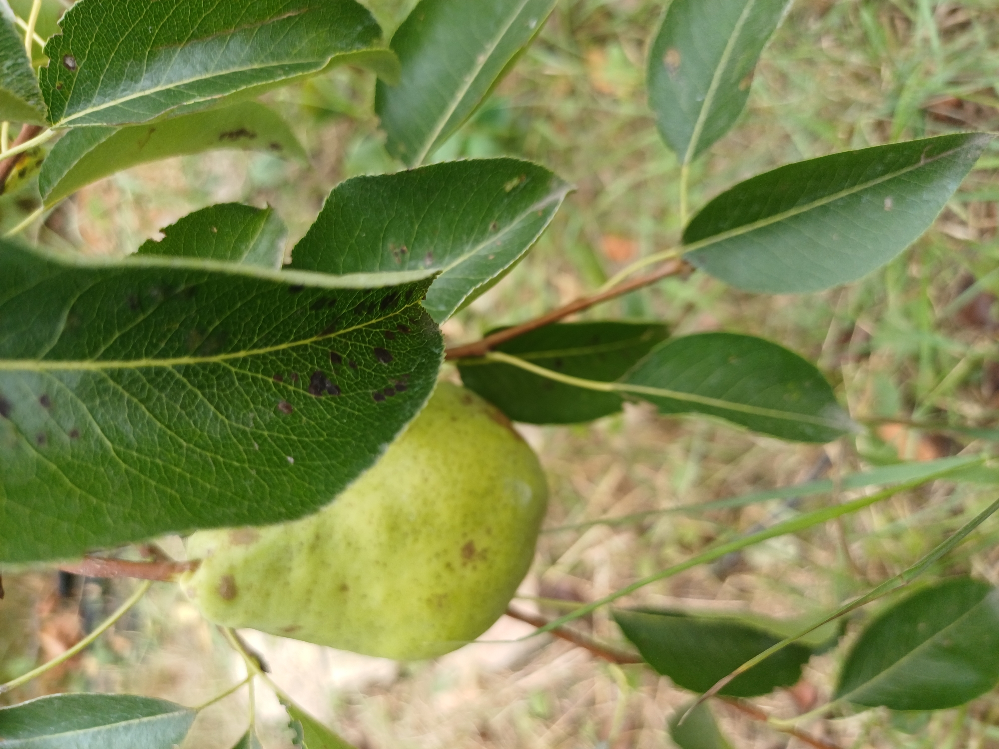 A close-up, vertically oriented photograph captures a light green pear, speckled with brown spots, hanging from a branch amidst lush green leaves. The pear, situated slightly off-center to the left, is partially obscured by the foliage. The leaves, with prominent veins, exhibit some dark brown spots. The background is a blurred expanse of green grass and brown earth, suggesting an outdoor environment. The image appears to be taken in Sulymivka, Ukraine, with the natural elements indicating a rural or garden setting.
