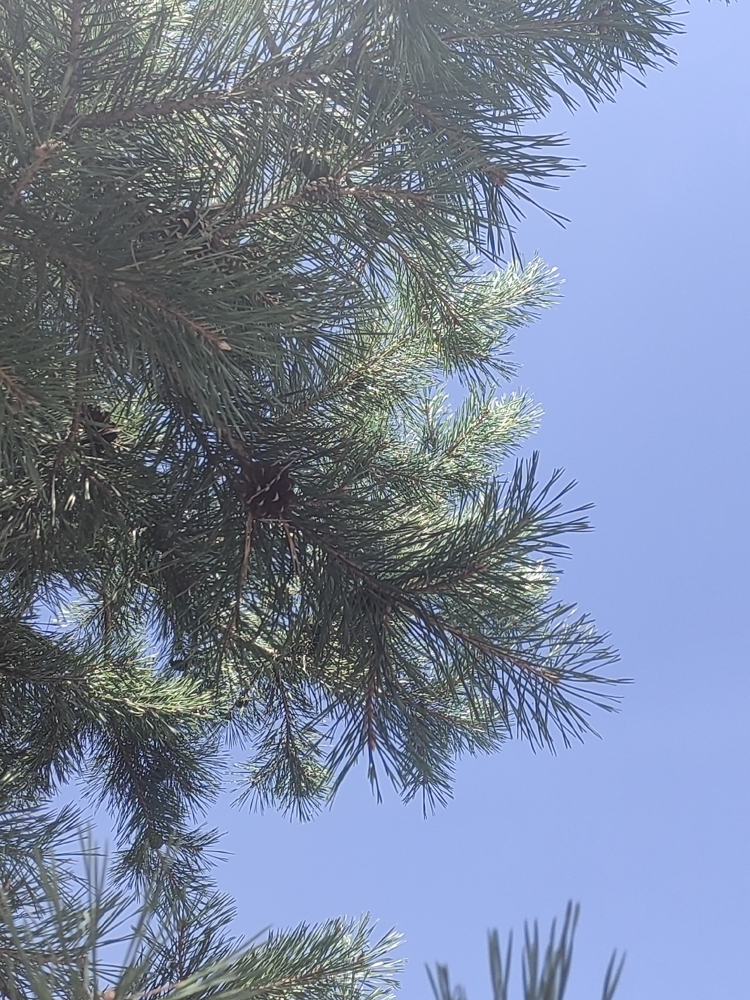 A close-up, low-angle shot captures the dense green needles of pine branches against a clear, bright blue sky. Several small, dark pine cones are visible nestled within the foliage. The branches and needles are sharply focused, highlighting their texture and the way they overlap. The sky is a uniform, cloudless expanse, serving as a simple backdrop to the natural elements. The image appears to be taken outdoors during daylight, likely in a natural setting like a park or forest.