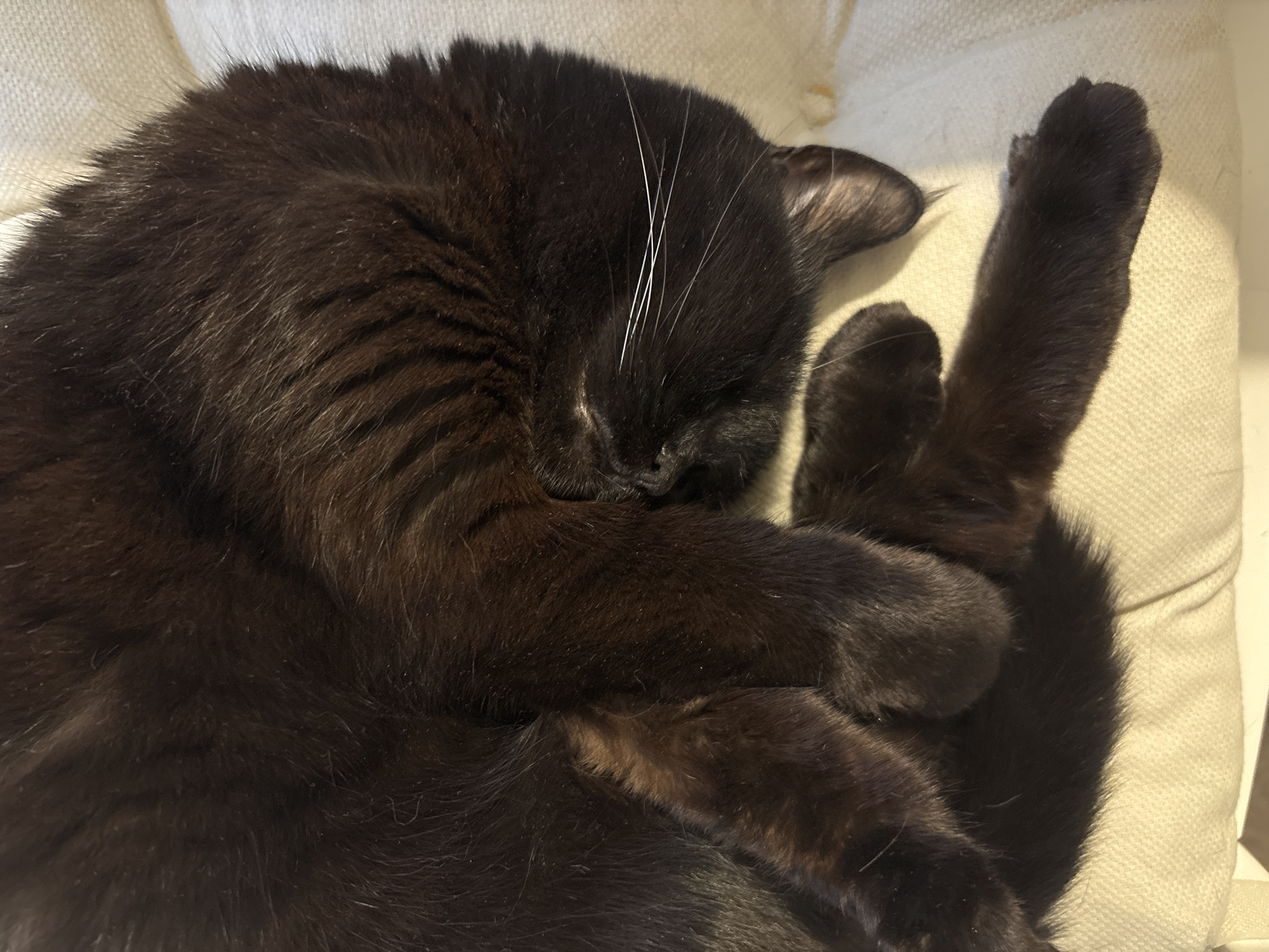 A black cat is curled up asleep on a light-colored, textured surface. The cat's head is tucked down, and its paws are crossed near its face. There are a few white whiskers visible. The cat's fur appears soft and dense. The background is a soft, neutral color. There is no indication of this being Chaikovsky, Russia.