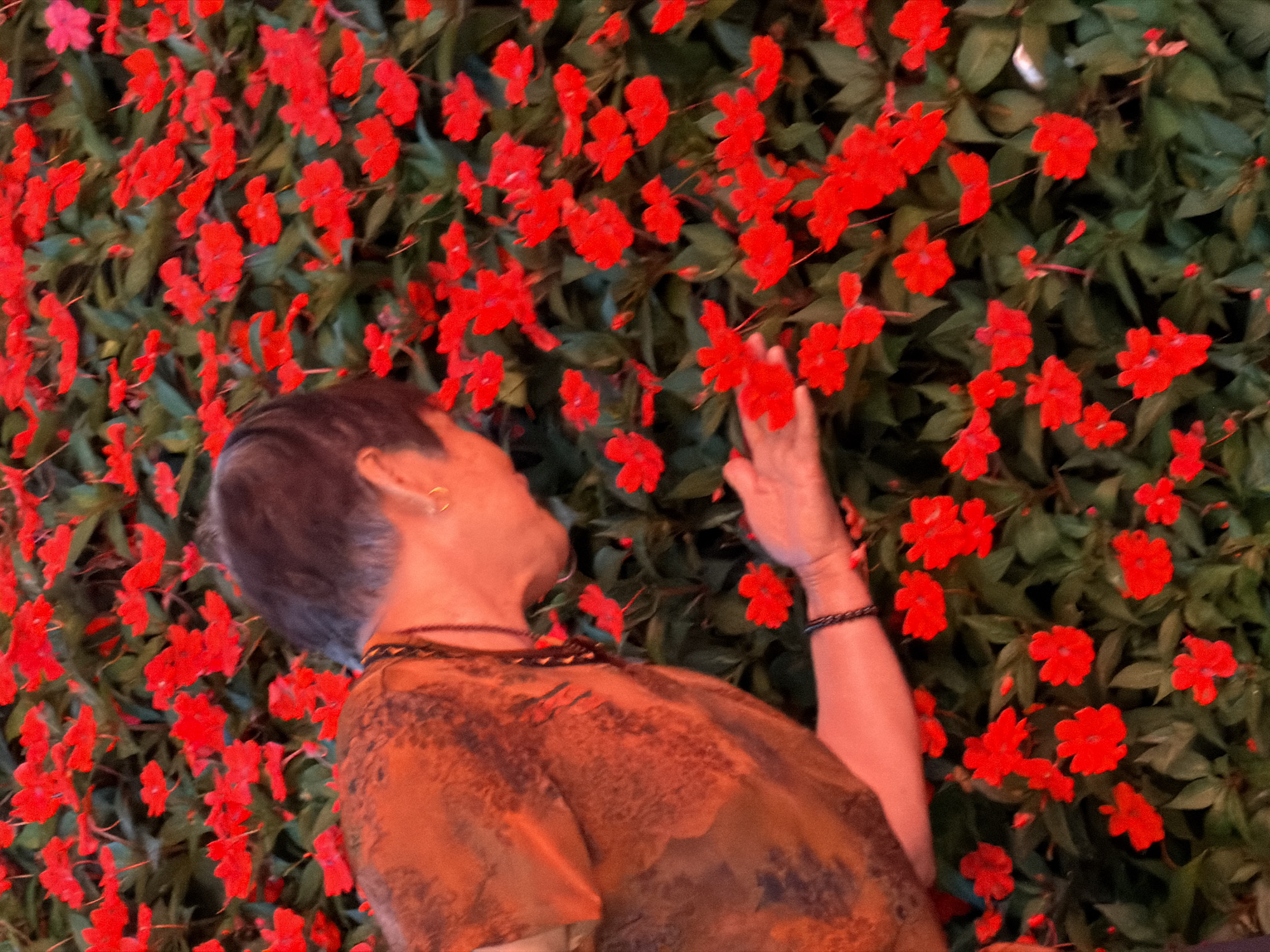 A person with short, graying hair is leaning over a dense bed of vibrant red impatiens flowers. The person is wearing a patterned orange and brown shirt and a dark beaded necklace. Their right hand is extended, fingers slightly spread, reaching towards the flowers. A black beaded bracelet is visible on their left wrist. The background is dominated by the lush green leaves and abundant red blossoms of the impatiens. The lighting suggests it might be late afternoon or early evening, casting a warm glow on the scene. This scene is located in Yuzhong District, China.