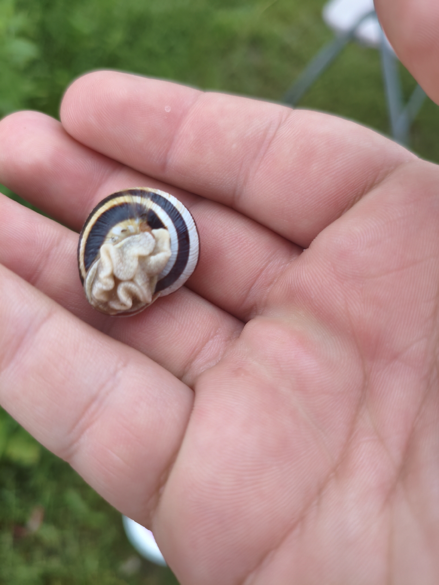 A hand holds a small garden snail with a brown and white striped shell on its palm. The snail's body is retracted inside the shell. The background is blurred green grass. No specific location in Krushare, Bulgaria is discernible.