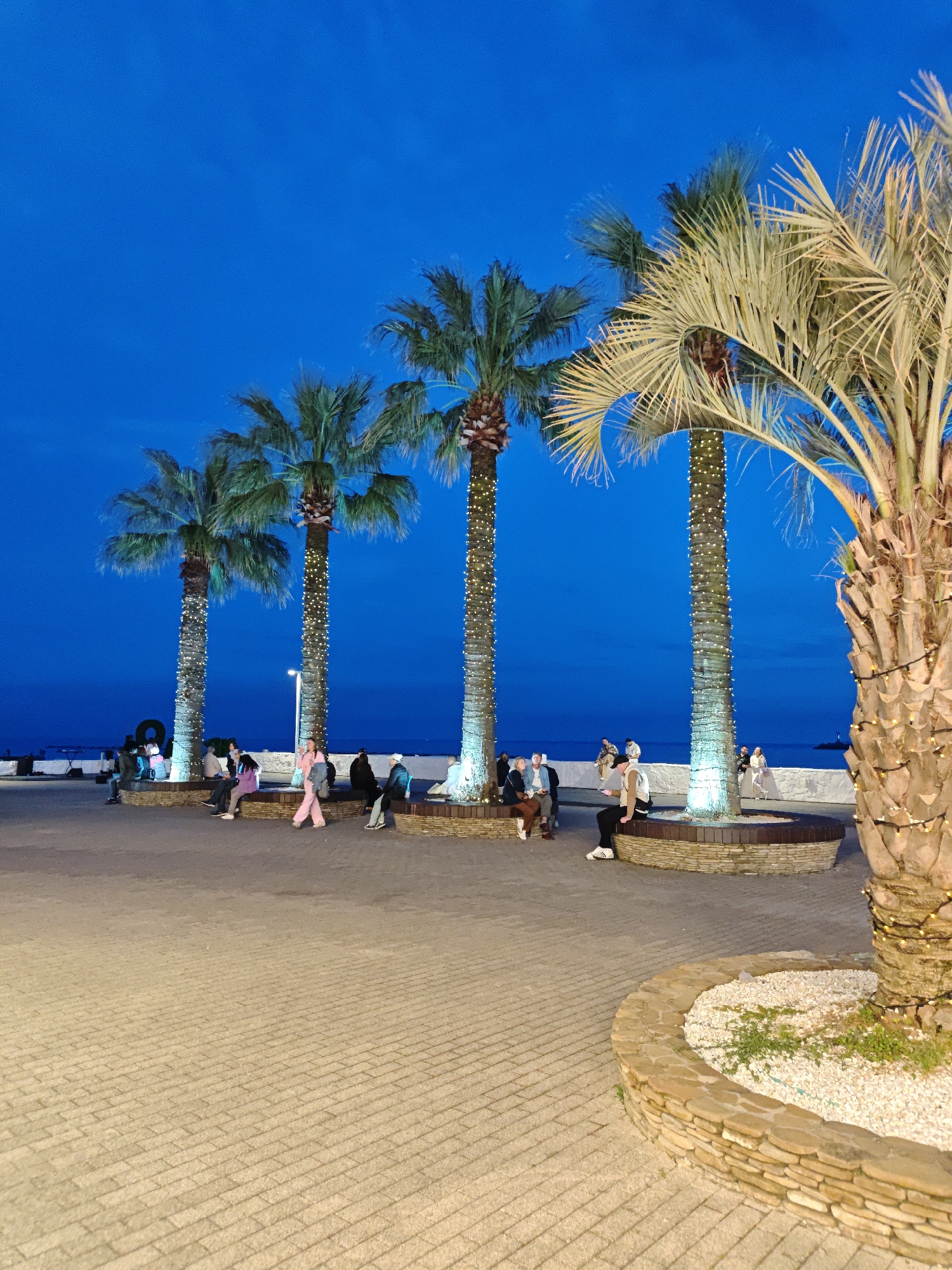 The image depicts a nighttime scene in what appears to be a public space in Sochi, Russia. Five palm trees are prominently featured, decorated with strings of lights along their trunks. A low, curved stone bench runs along the base of the trees, where a number of people are seated or standing. These individuals are engaged in various activities, such as talking, sitting, and walking. The ground is paved with light-colored bricks. In the background, there is a dark body of water and a dark blue sky. The lighting suggests it is either dusk or nighttime, with artificial lights illuminating the scene.