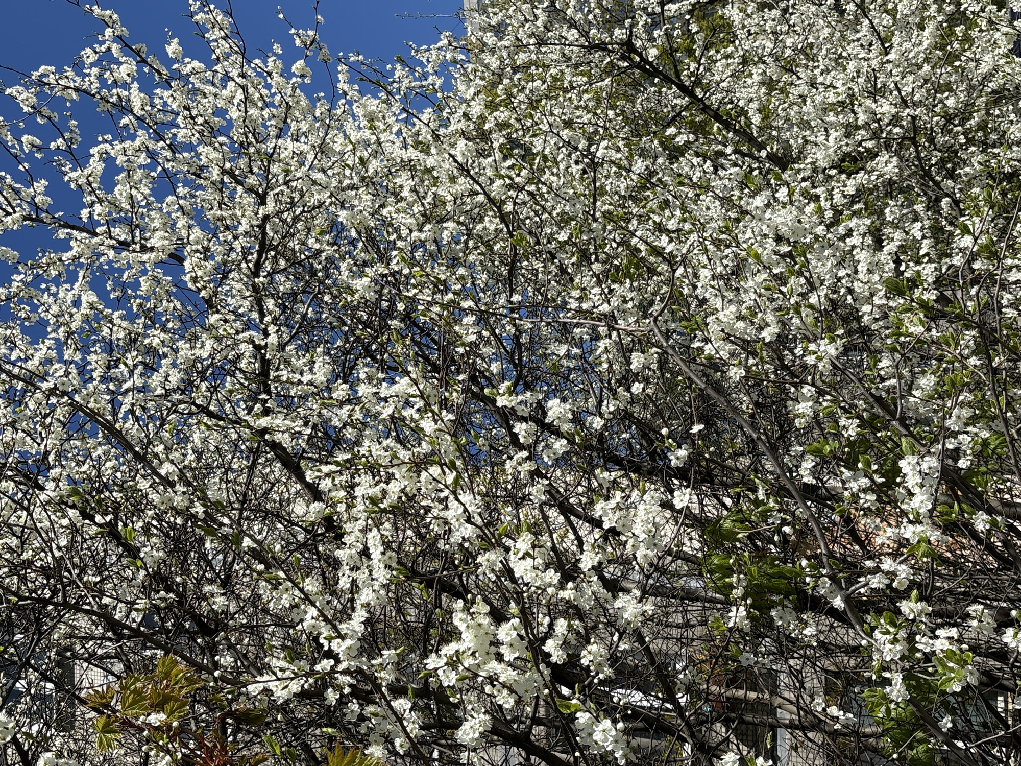 The image depicts a tree in full bloom with white flowers against a clear blue sky. The branches of the tree are visible, creating a dense network of lines and blossoms. In the background, part of a building with windows is partially visible through the branches. The setting appears to be urban, potentially a park or street within the city of Saint Petersburg, Russia, given the presence of the building and the typical urban flora.