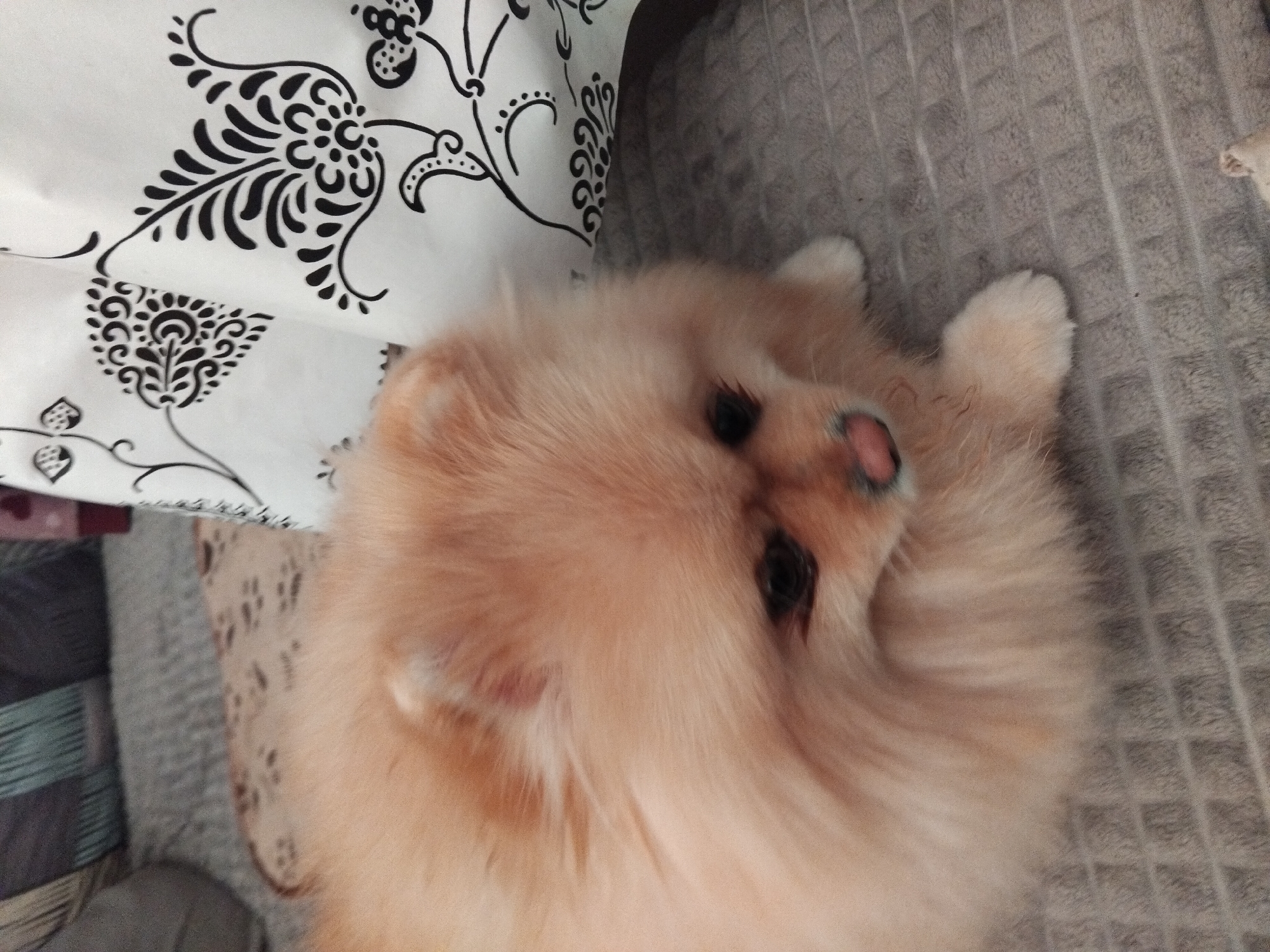 A fluffy, light brown Pomeranian dog is resting on a textured grey blanket. The dog has dark eyes and a pink nose. To the right of the dog, a white fabric with black floral patterns is visible. The background shows cushions on what appears to be a sofa. The image does not provide any information about the location in the city of Apriltsi, Bulgaria.