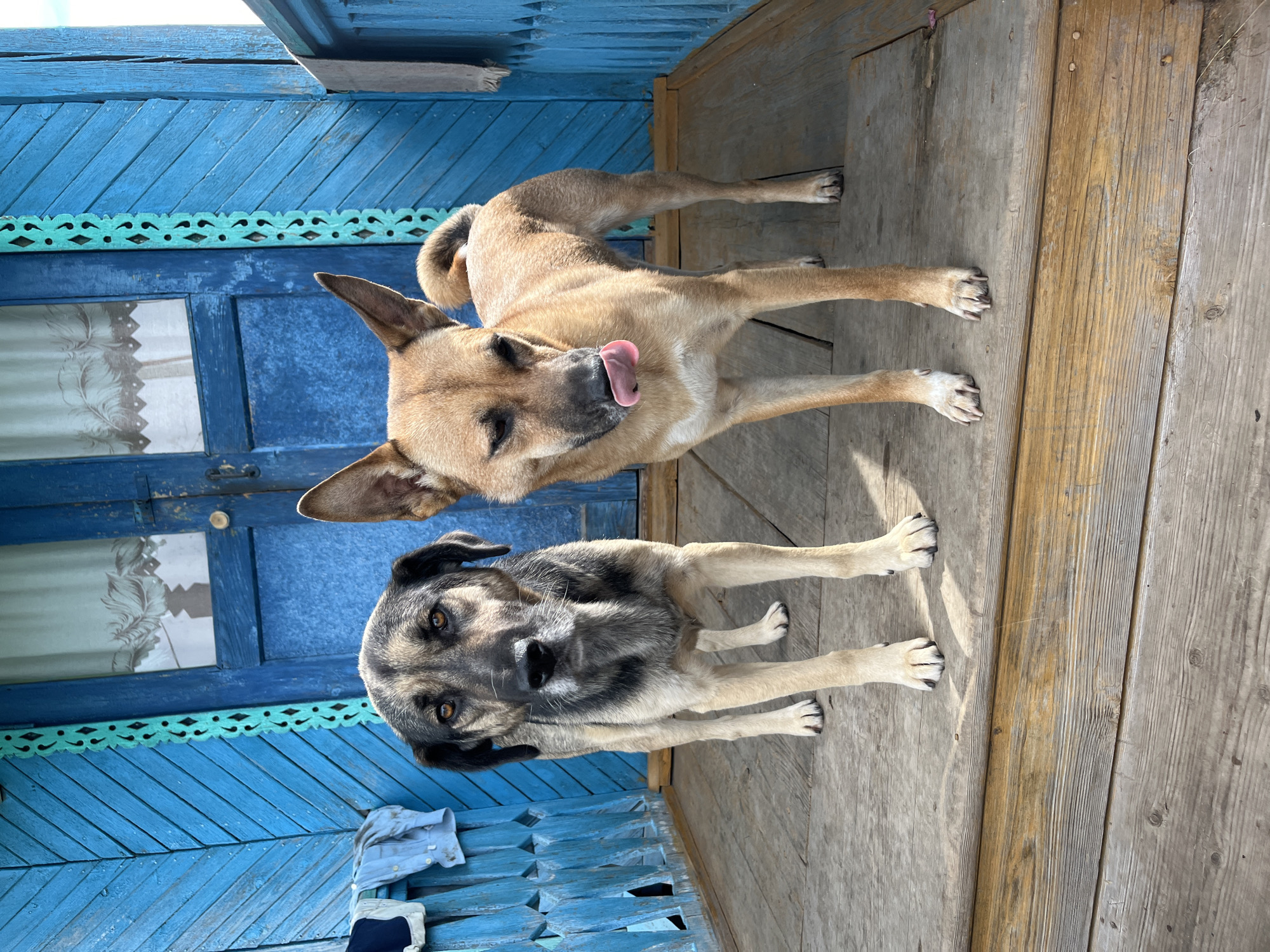 Two dogs stand on a wooden porch in front of a bright blue wooden door. The dog on the left is larger and has a grey and black coat. The dog on the right is smaller, tan, and is licking its lips. The porch has a wooden railing and the door has decorative carvings. The overall scene suggests a rustic, possibly rural setting.